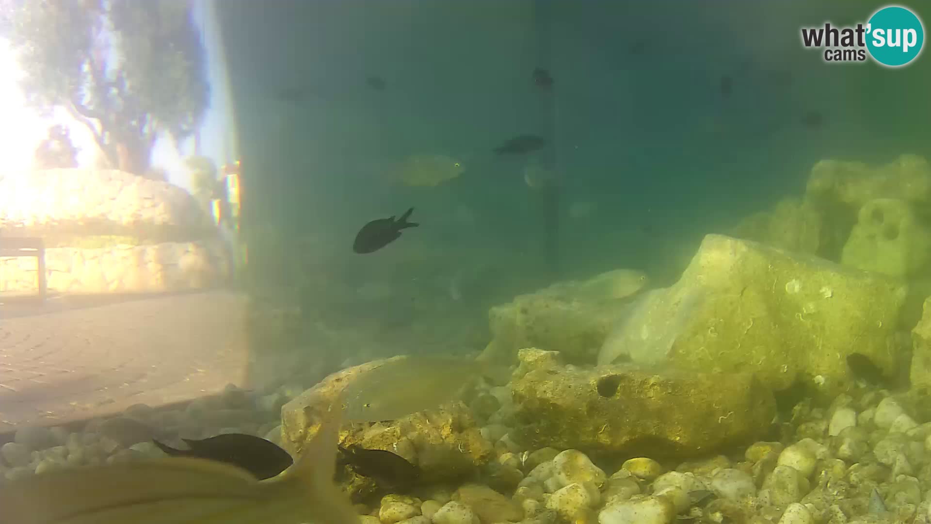 Zunanji morski akvarij Rogoznica spletna kamera Hrvaška
