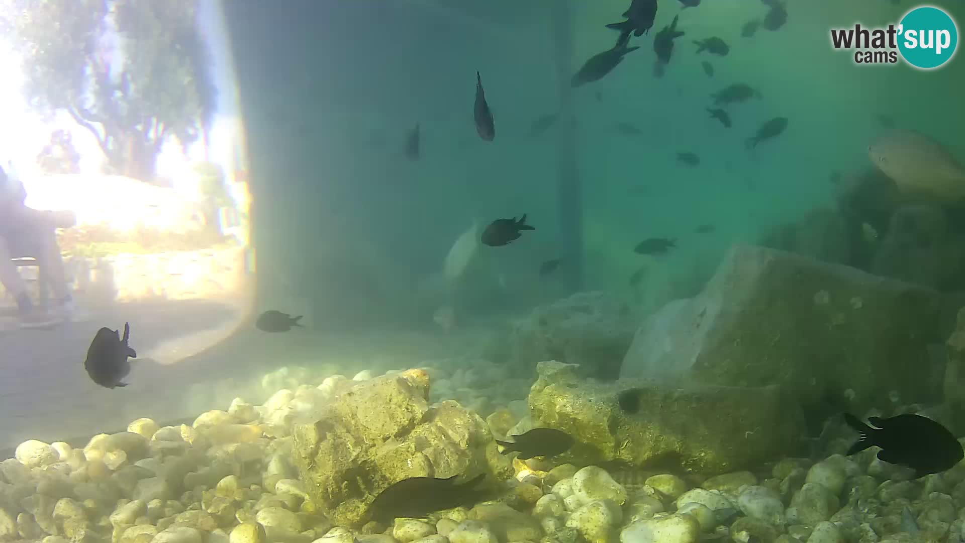 Outdoor Marine Aquarium Rogoznica webcam Croatia