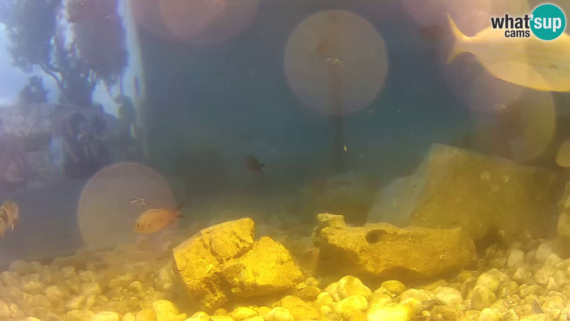 Webcam de l’aquarium marin extérieur de Rogoznica Croatie