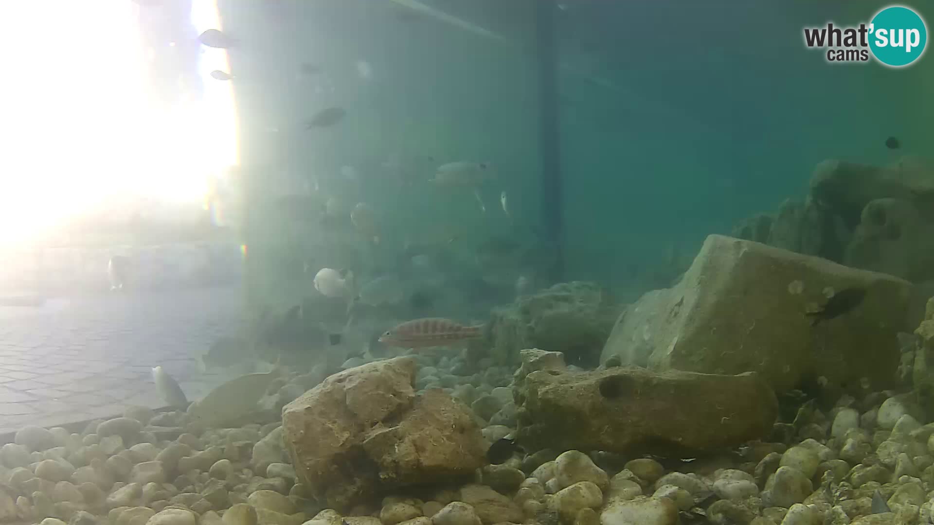 Outdoor Marine Aquarium Rogoznica webcam Croatia