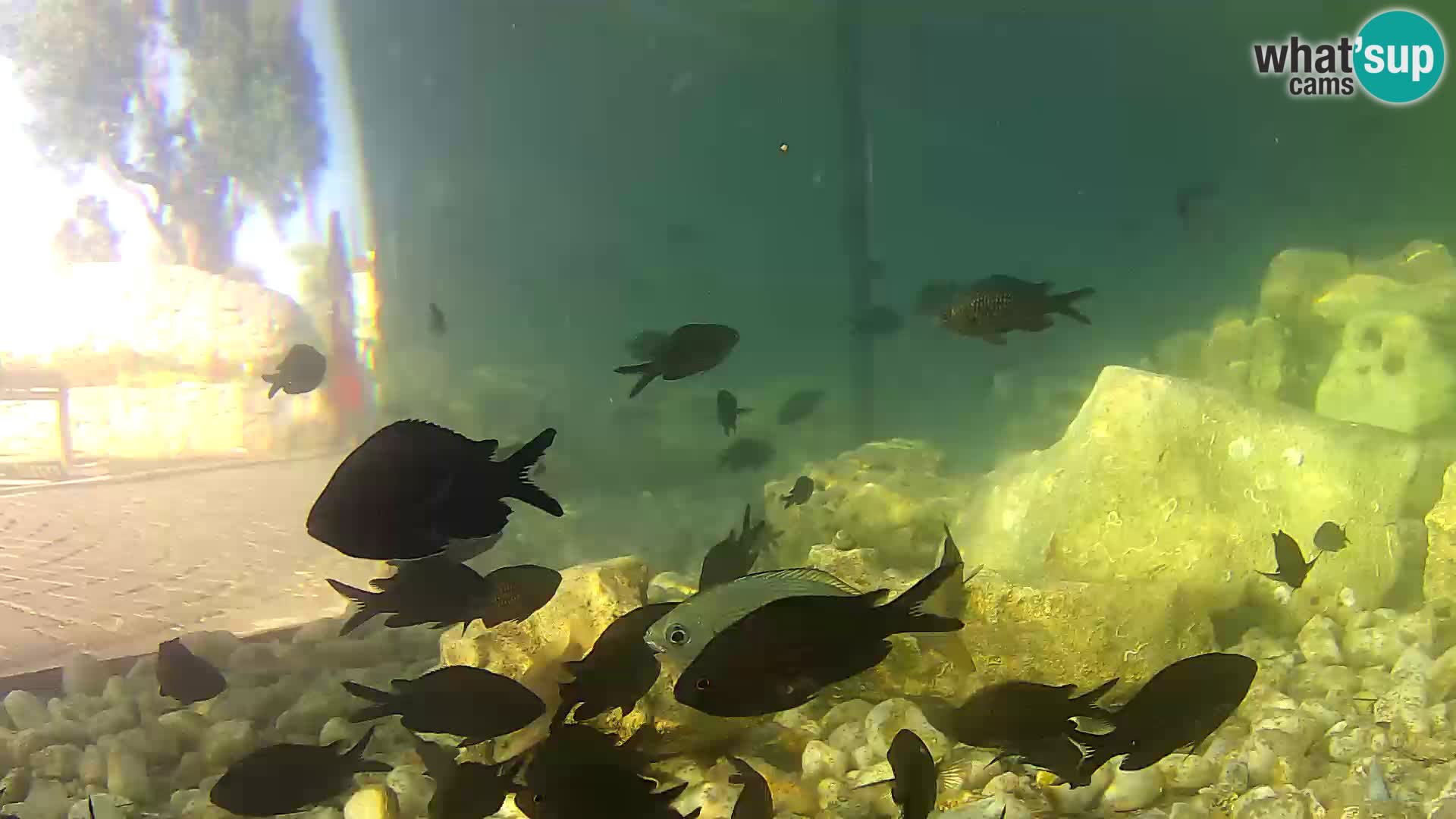 Outdoor Marine Aquarium Rogoznica webcam Croatia