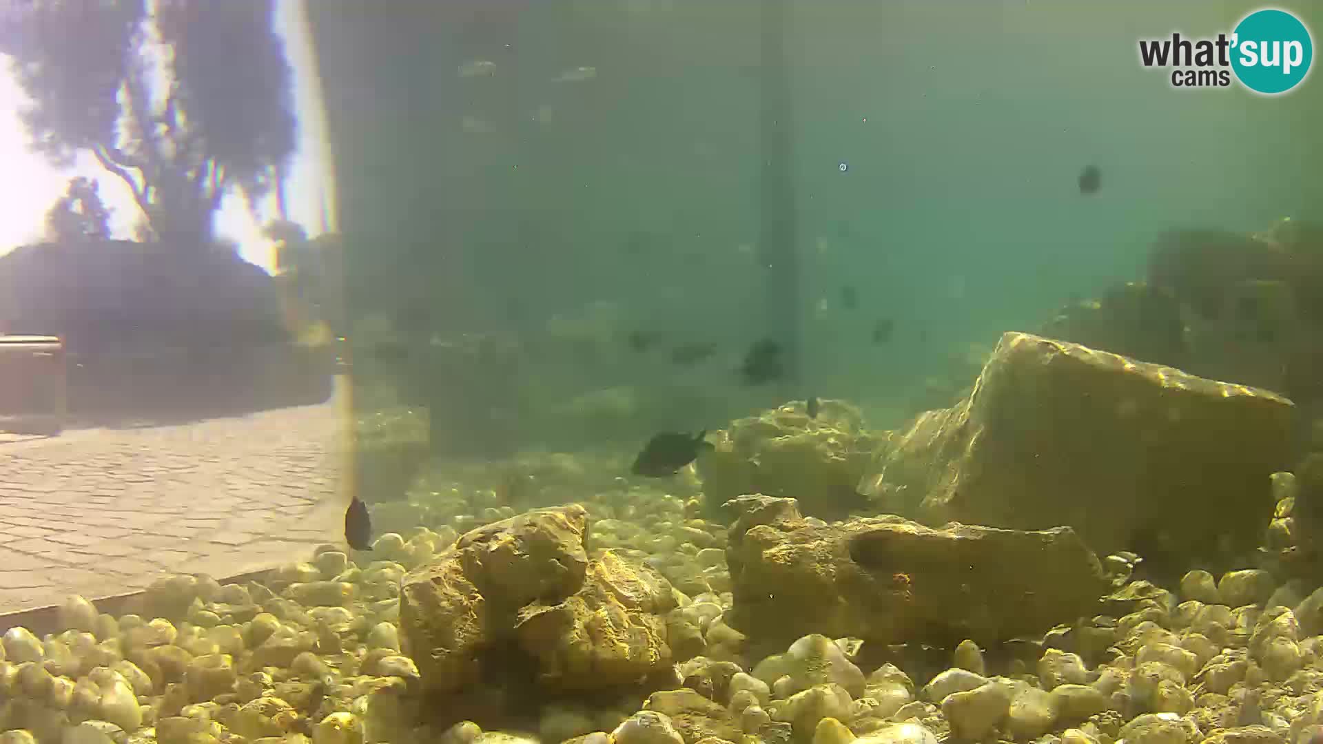 Outdoor Marine Aquarium Rogoznica webcam Croatia