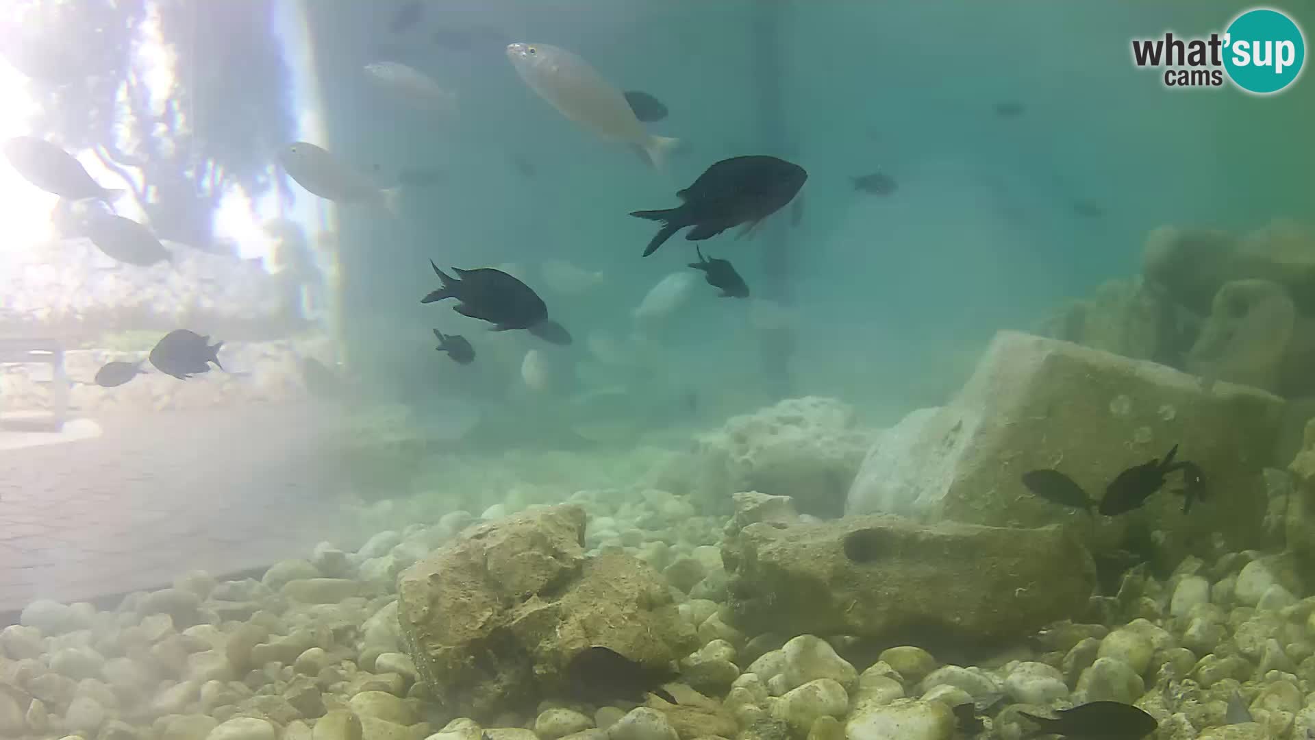 Webcam de l’aquarium marin extérieur de Rogoznica Croatie