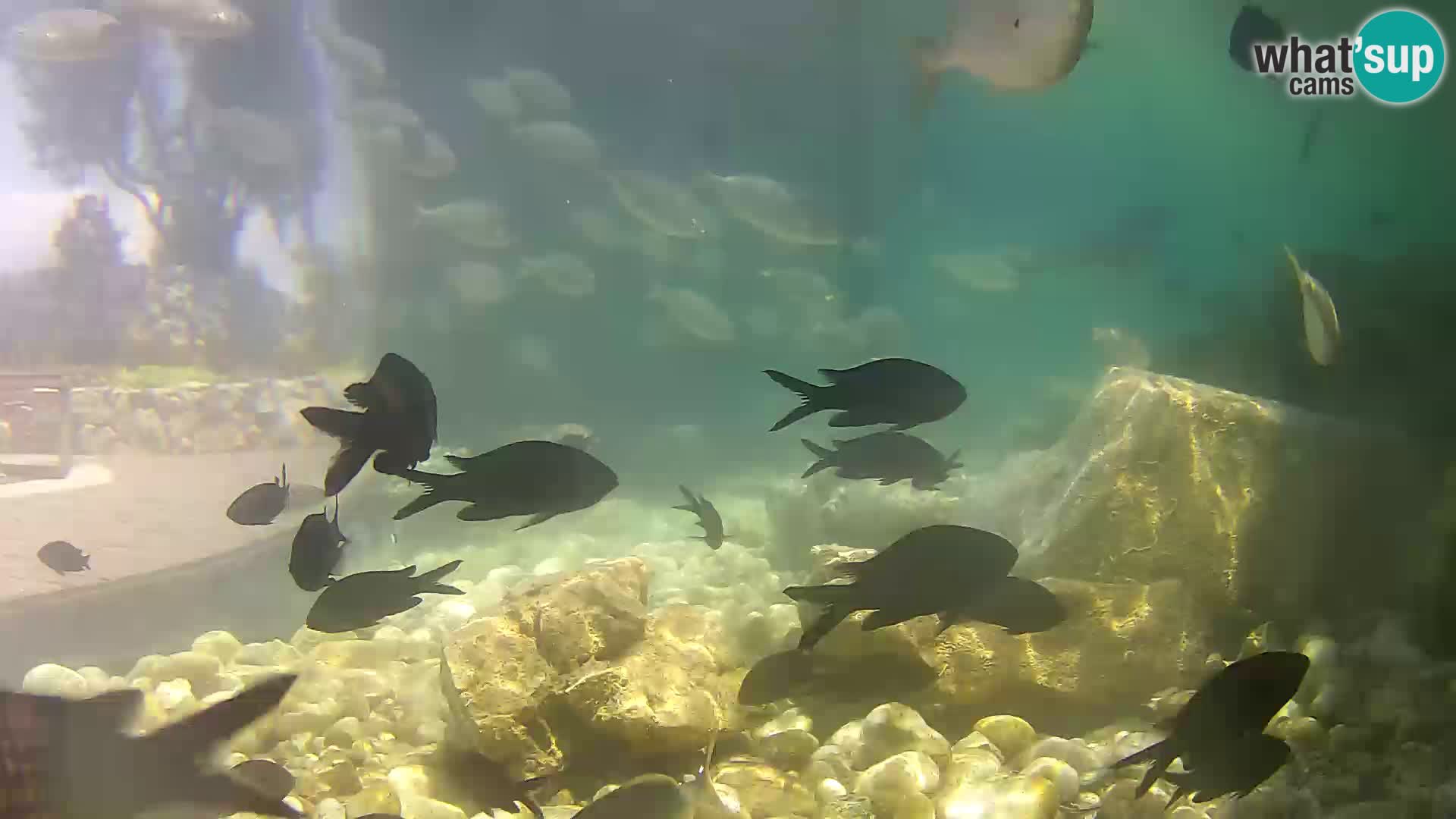 Webcam de l’aquarium marin extérieur de Rogoznica Croatie