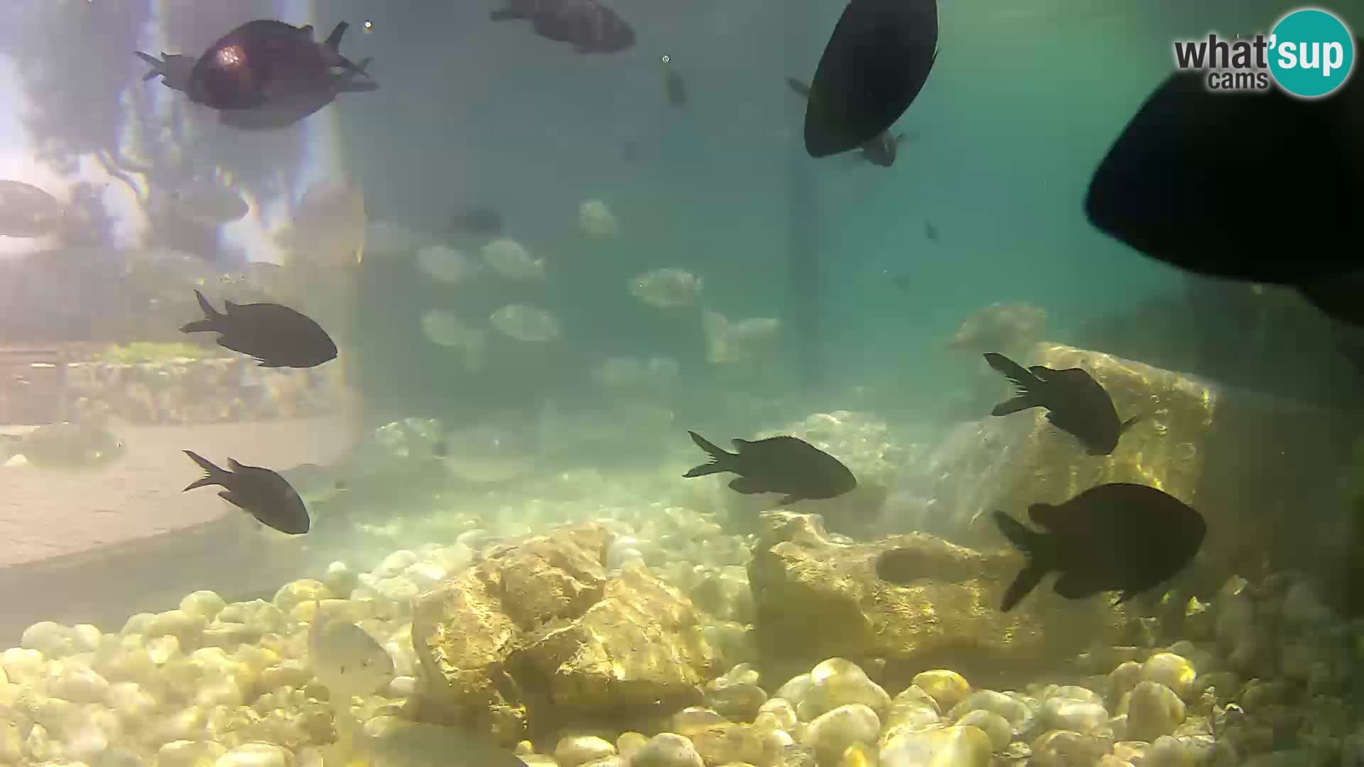 Marine Aquarium im Freien Rogoznica webcam Kroatien