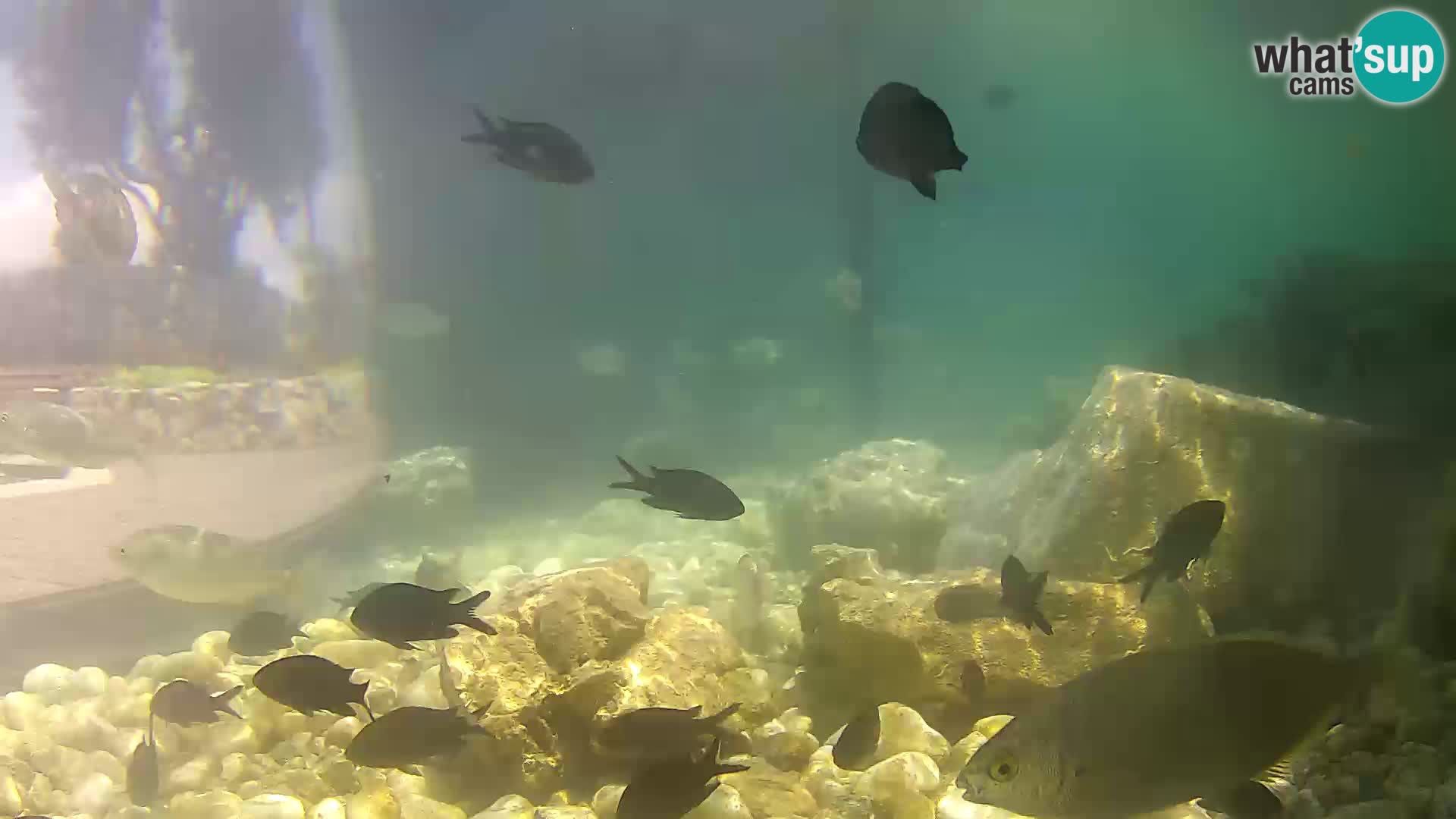 Outdoor Marine Aquarium Rogoznica webcam Croatia