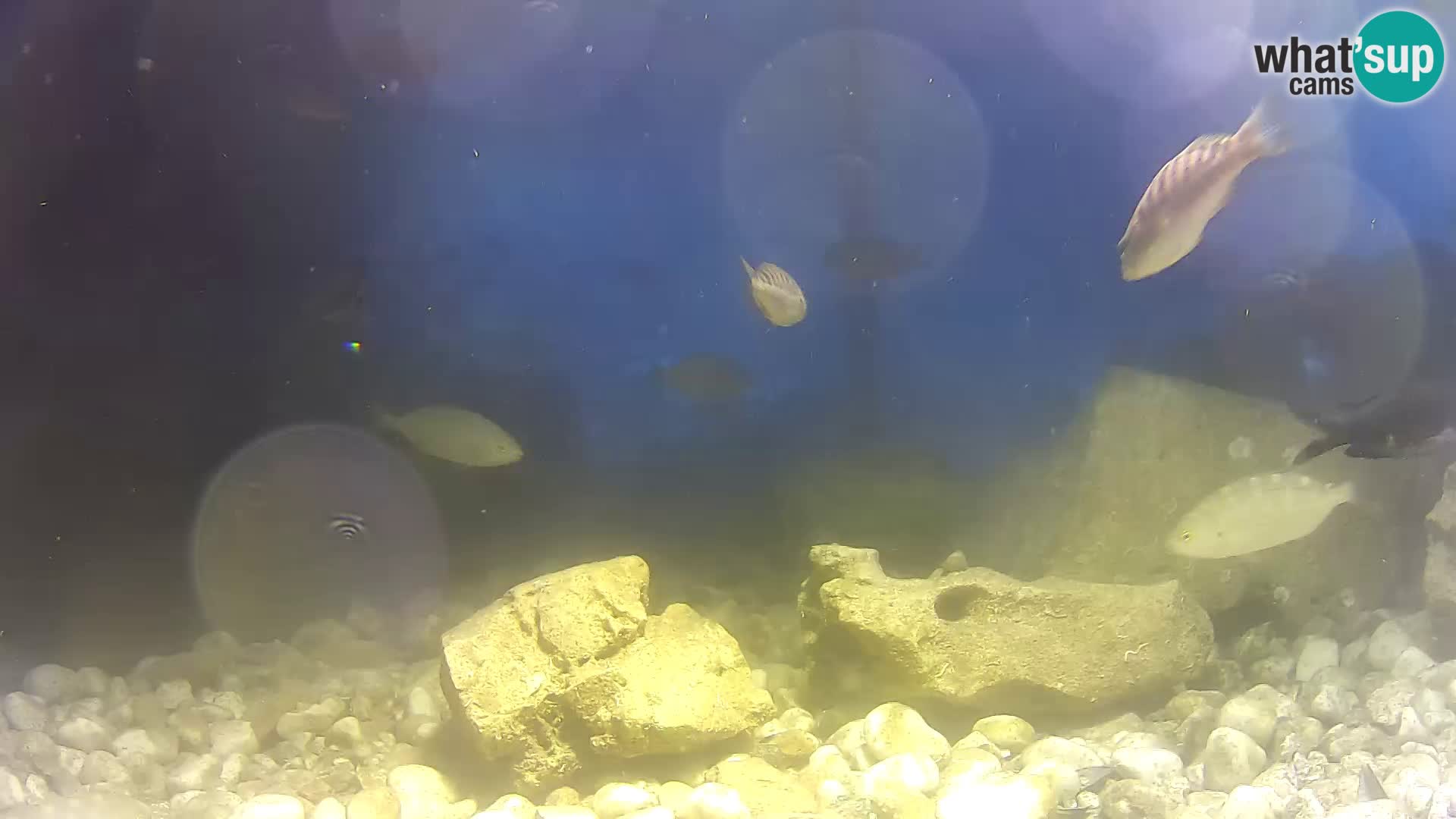 Outdoor Marine Aquarium Rogoznica webcam Croatia