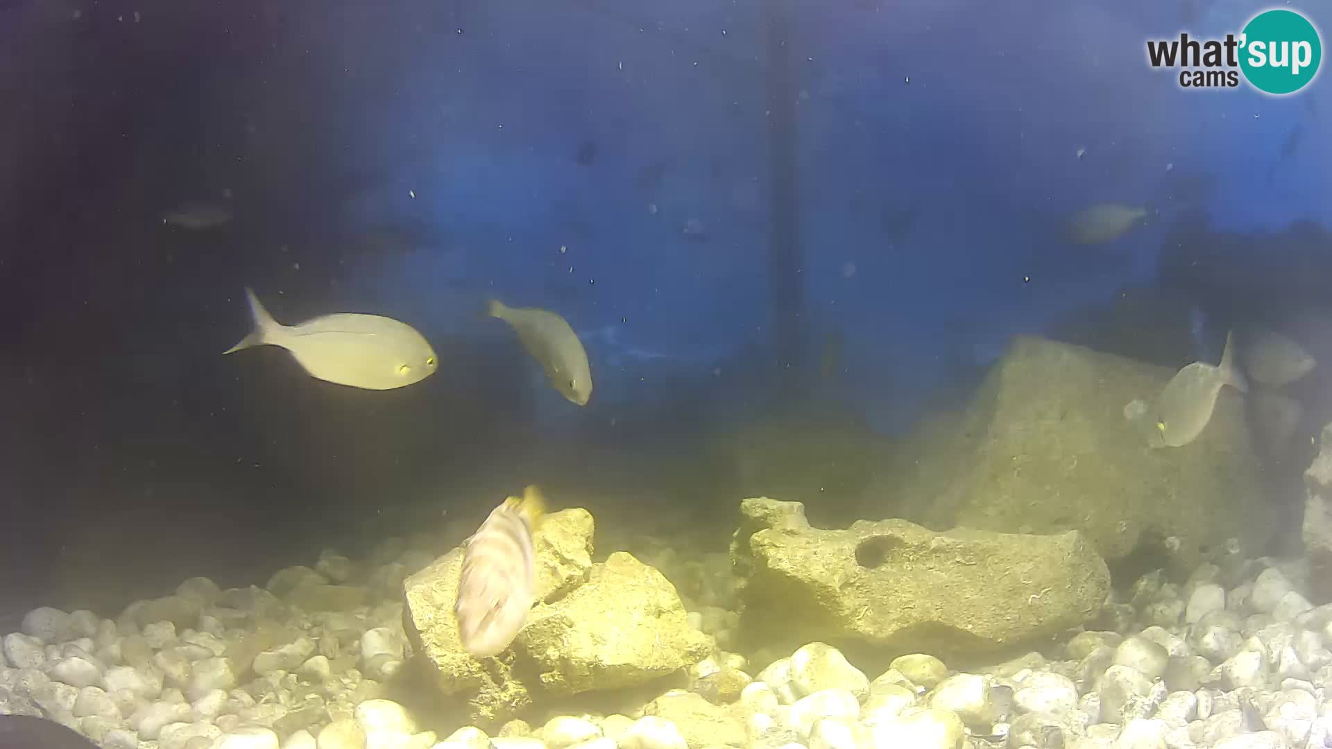 Webcam de l’aquarium marin extérieur de Rogoznica Croatie