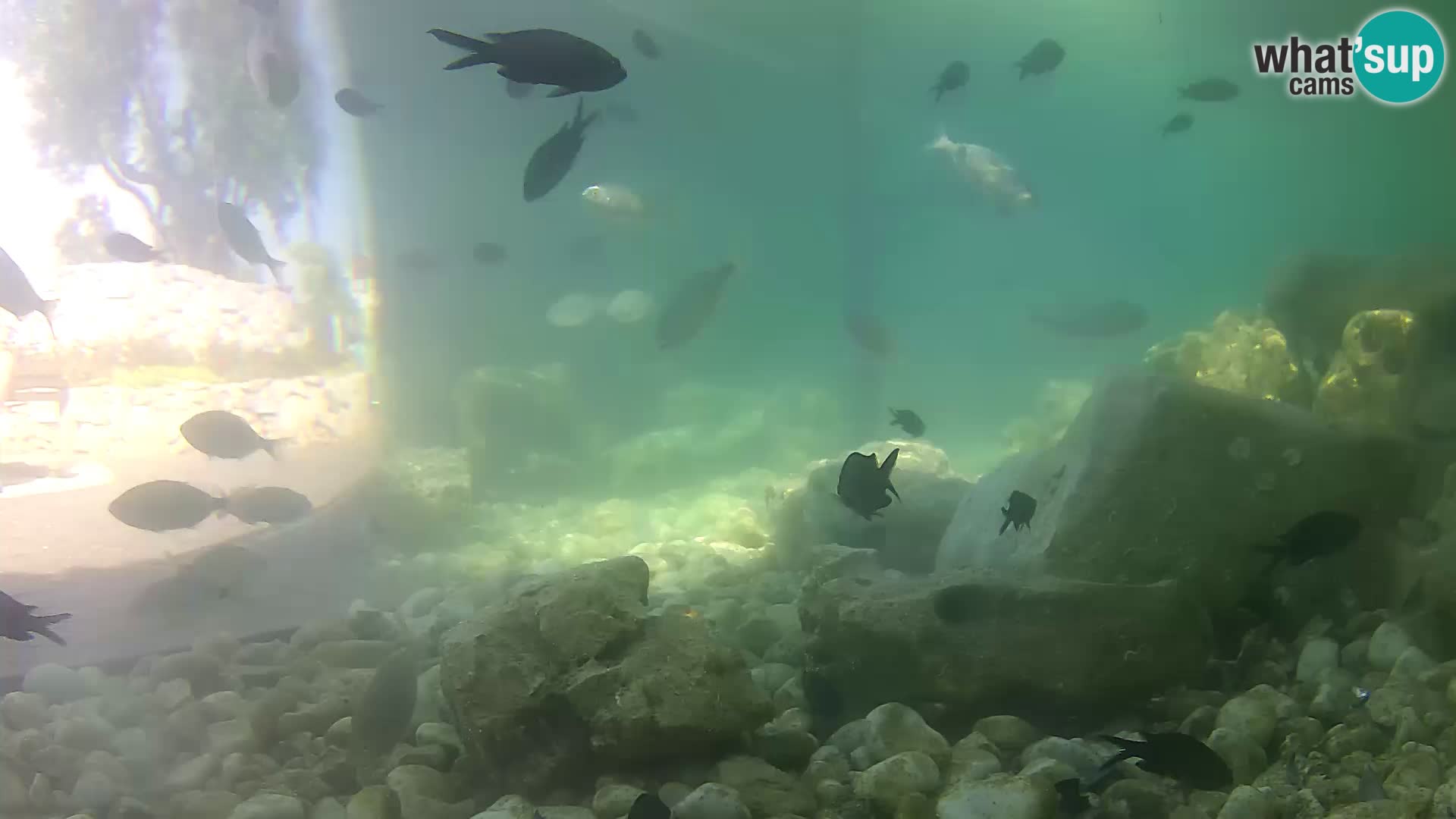 Zunanji morski akvarij Rogoznica spletna kamera Hrvaška