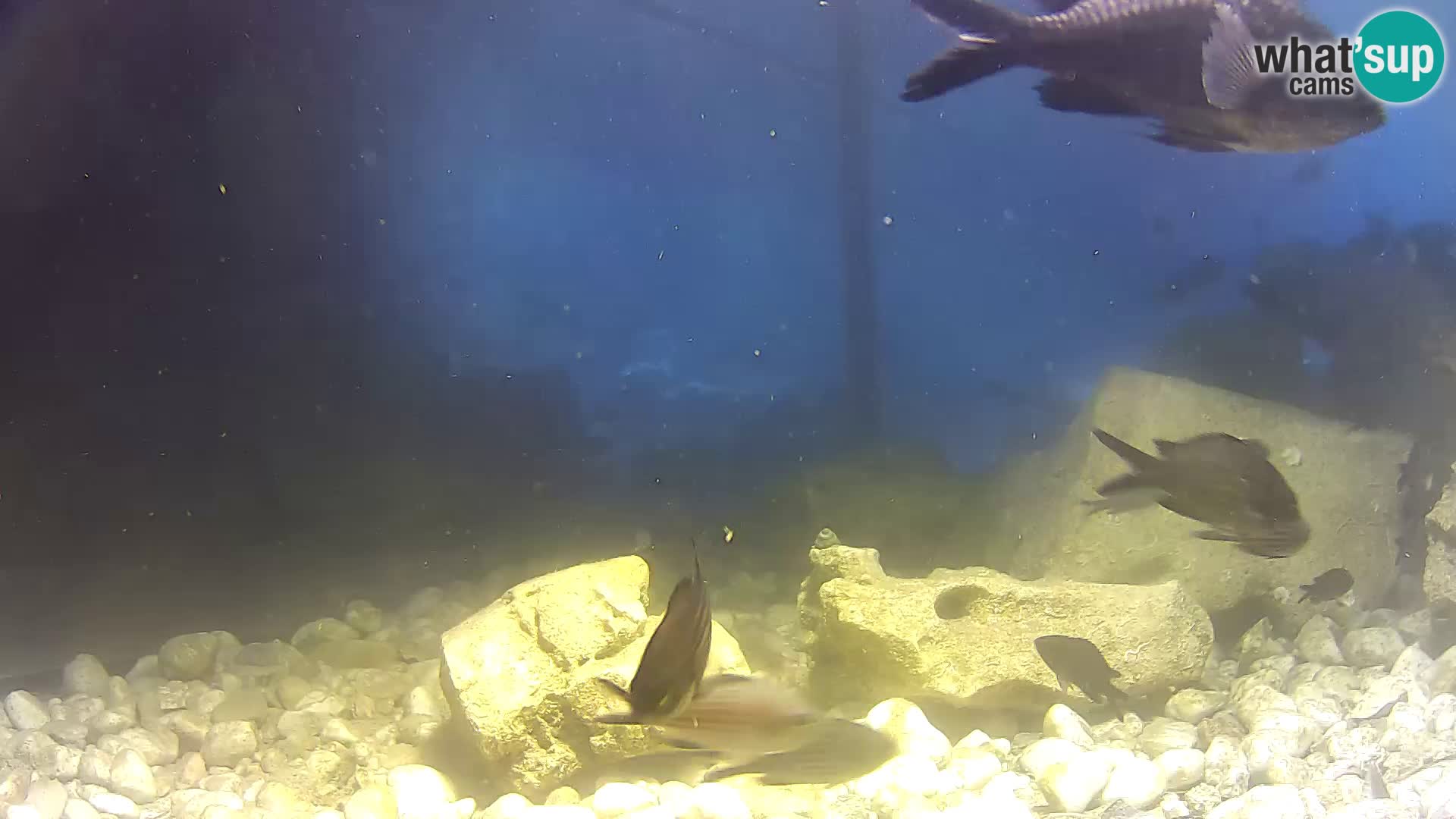 Outdoor Marine Aquarium Rogoznica webcam Croatia