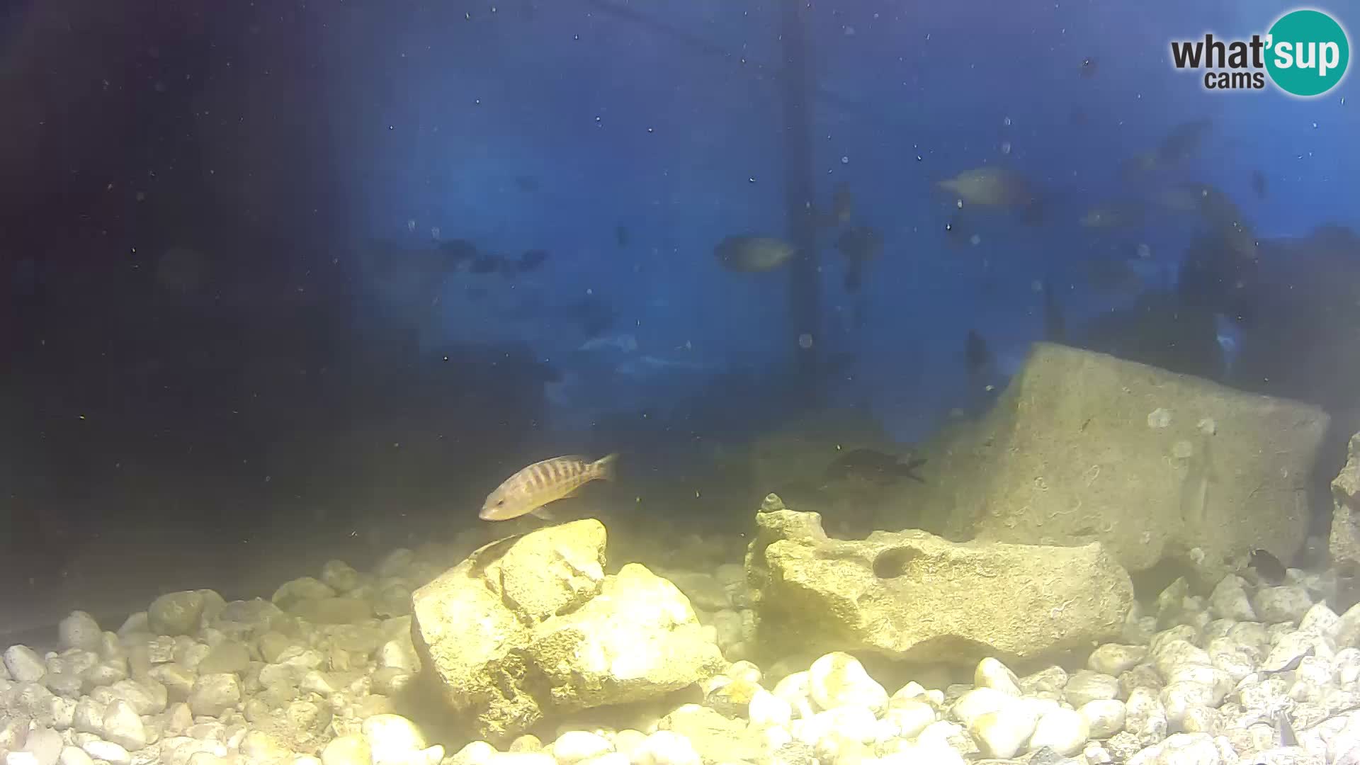 Outdoor Marine Aquarium Rogoznica webcam Croatia