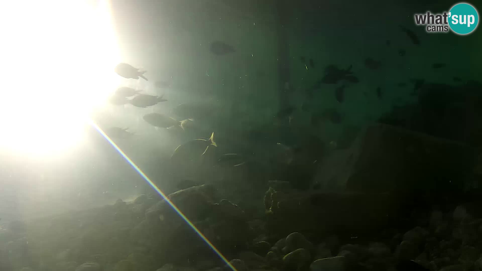 Outdoor Marine Aquarium Rogoznica webcam Croatia