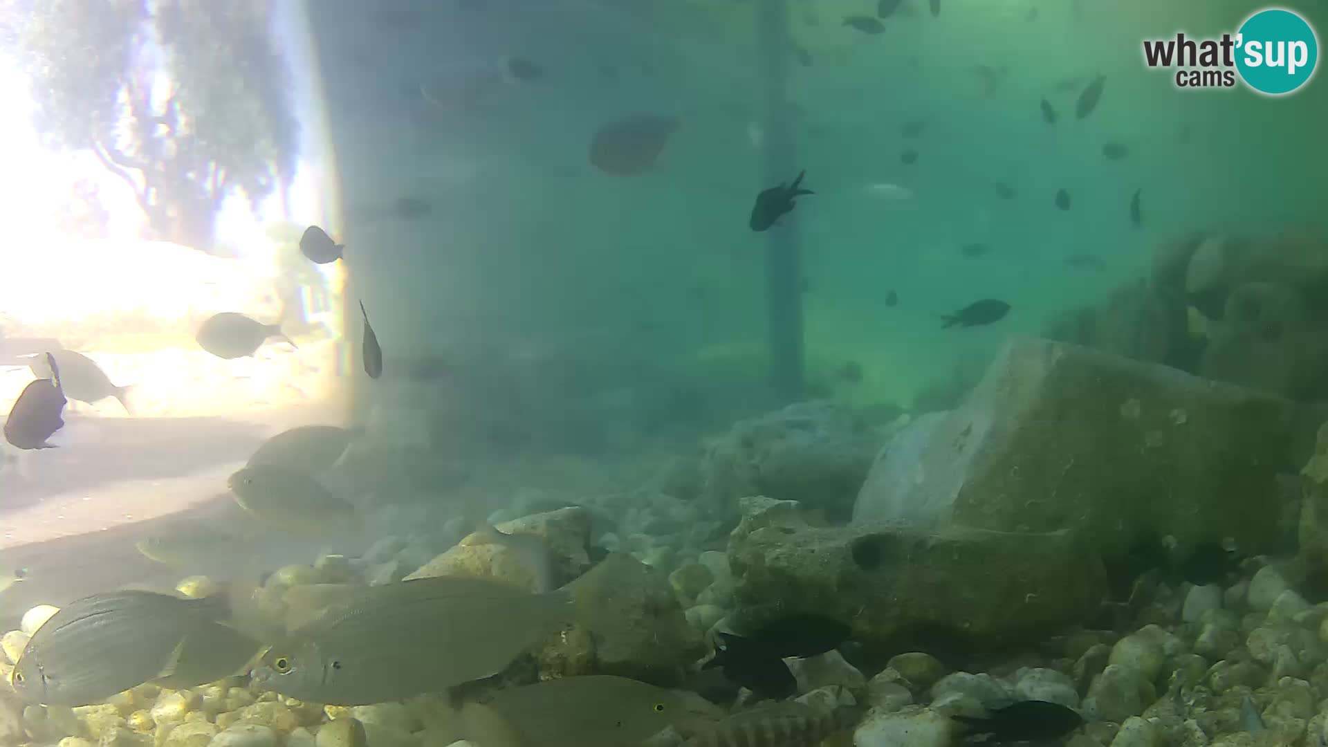 Outdoor Marine Aquarium Rogoznica webcam Croatia