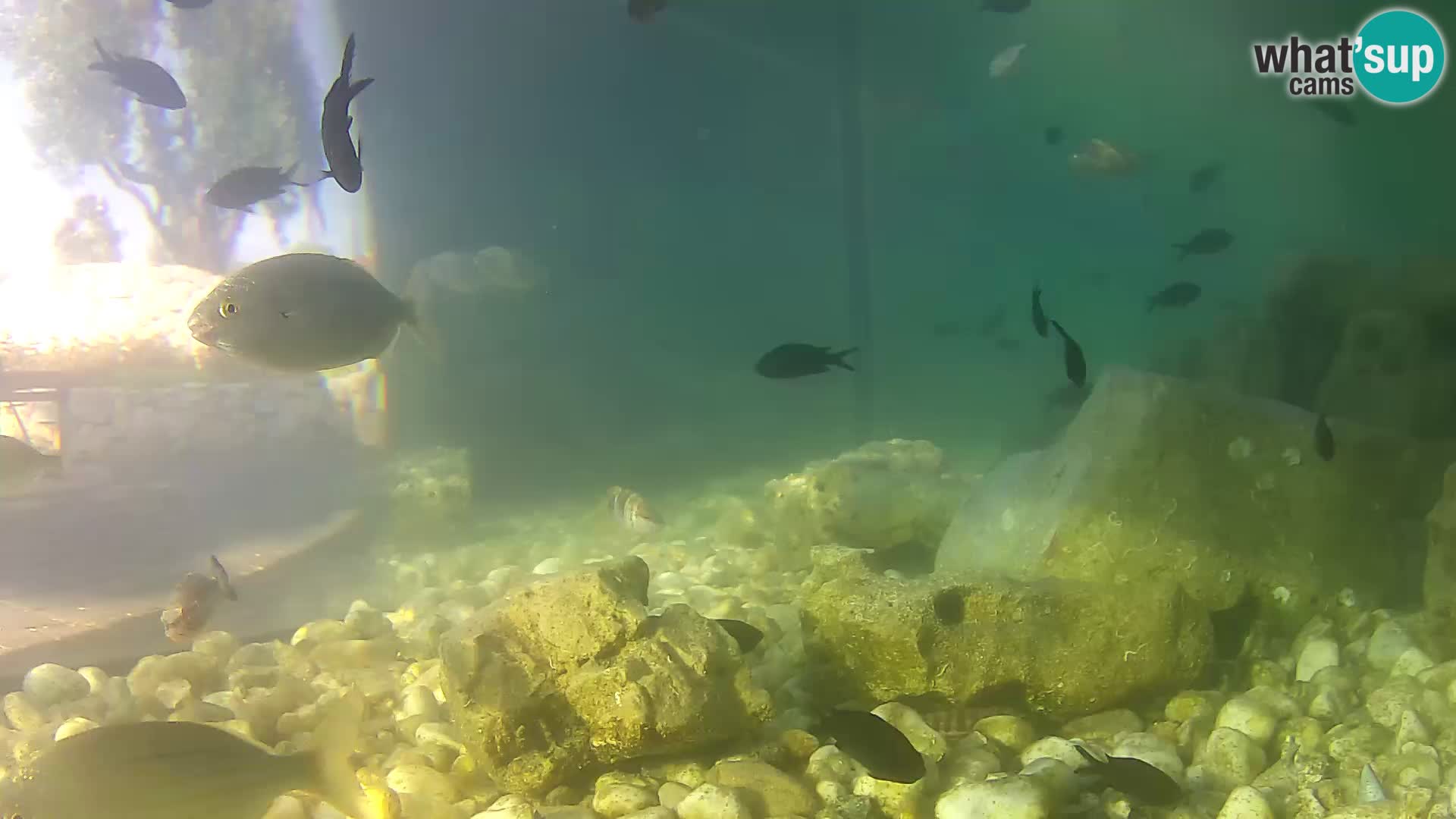 Webcam de l’aquarium marin extérieur de Rogoznica Croatie