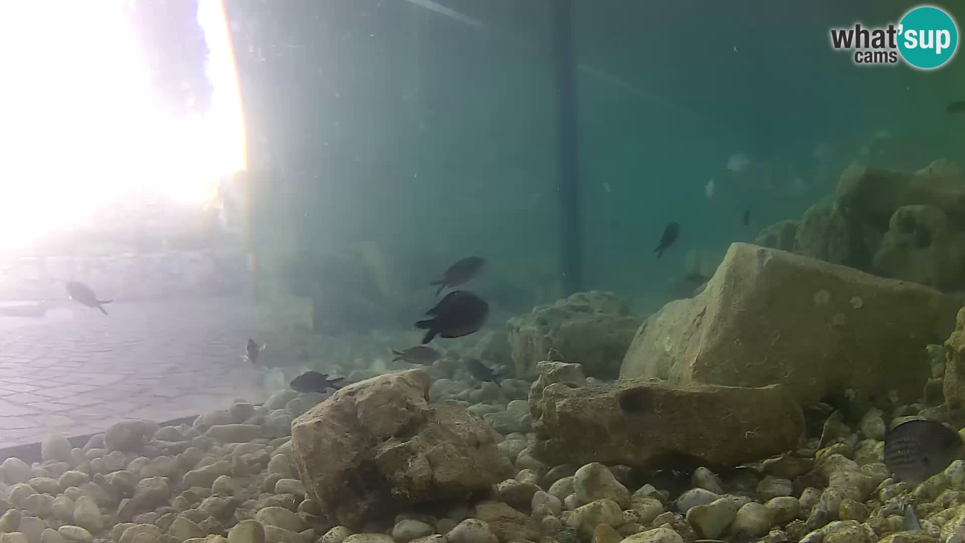 Outdoor Marine Aquarium Rogoznica webcam Croatia