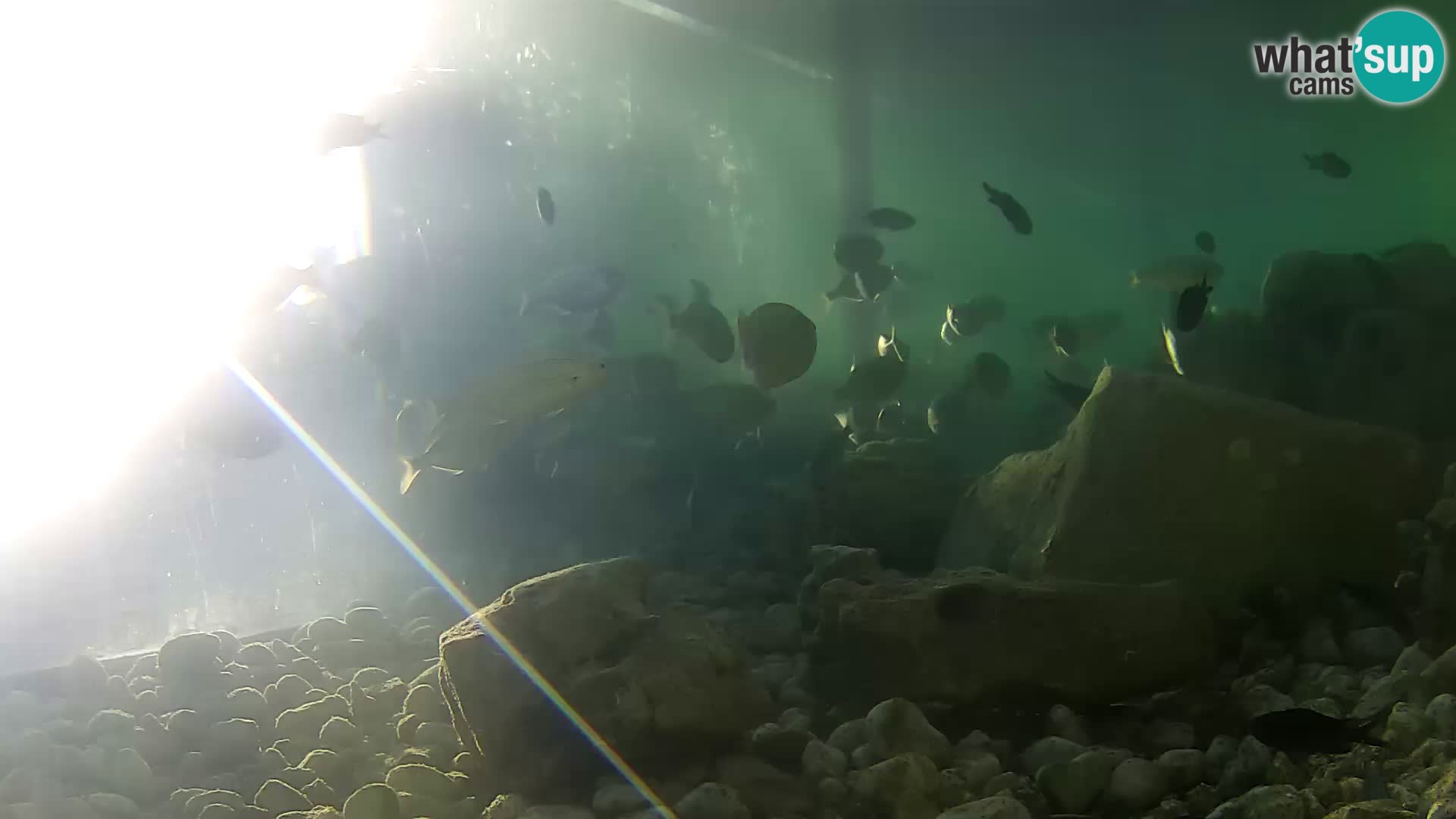 Outdoor Marine Aquarium Rogoznica webcam Croatia