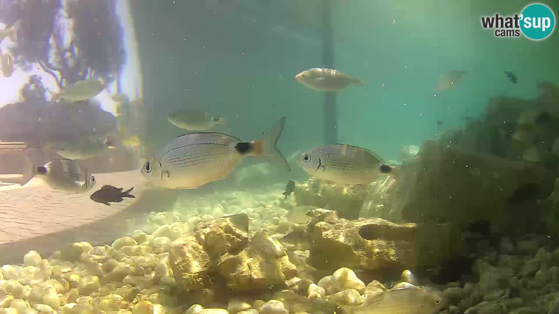 Outdoor Marine Aquarium Rogoznica webcam Croatia