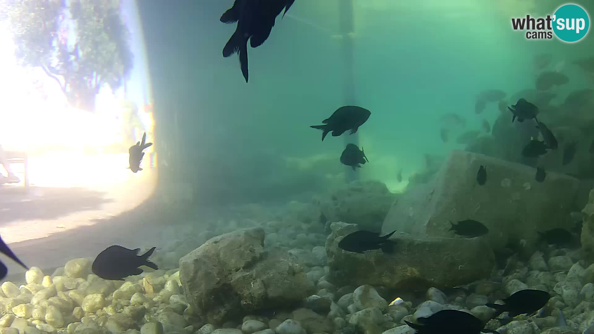 Outdoor Marine Aquarium Rogoznica webcam Croatia