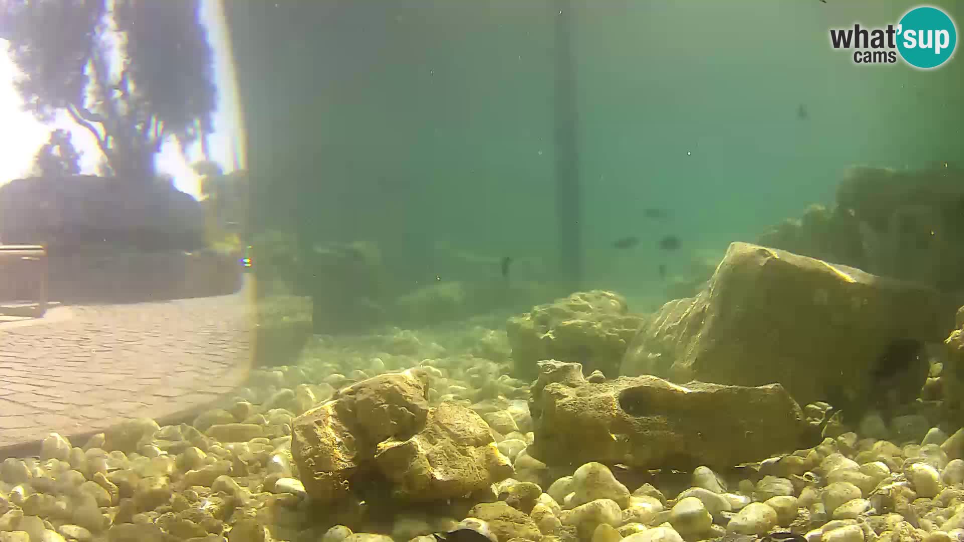 Outdoor Marine Aquarium Rogoznica webcam Croatia