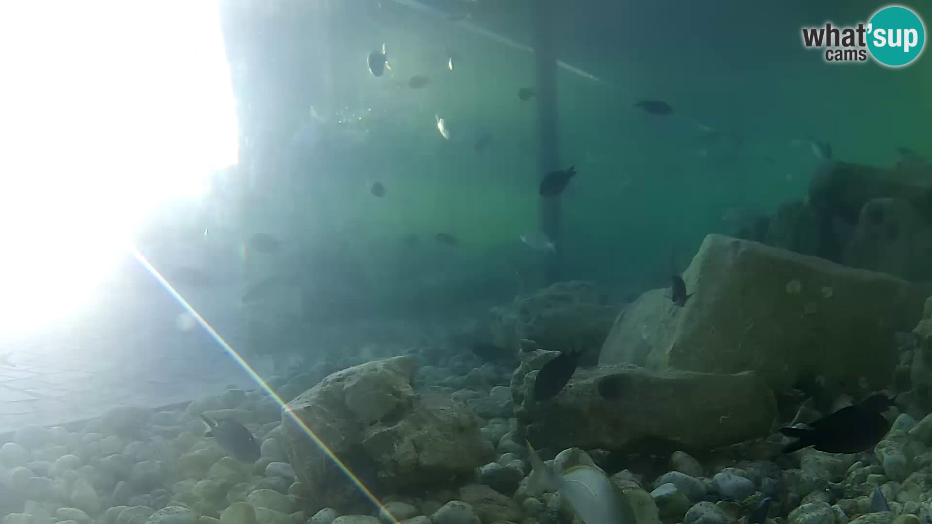 Aquario marino esterno –  Rogoznica livecam Croazia