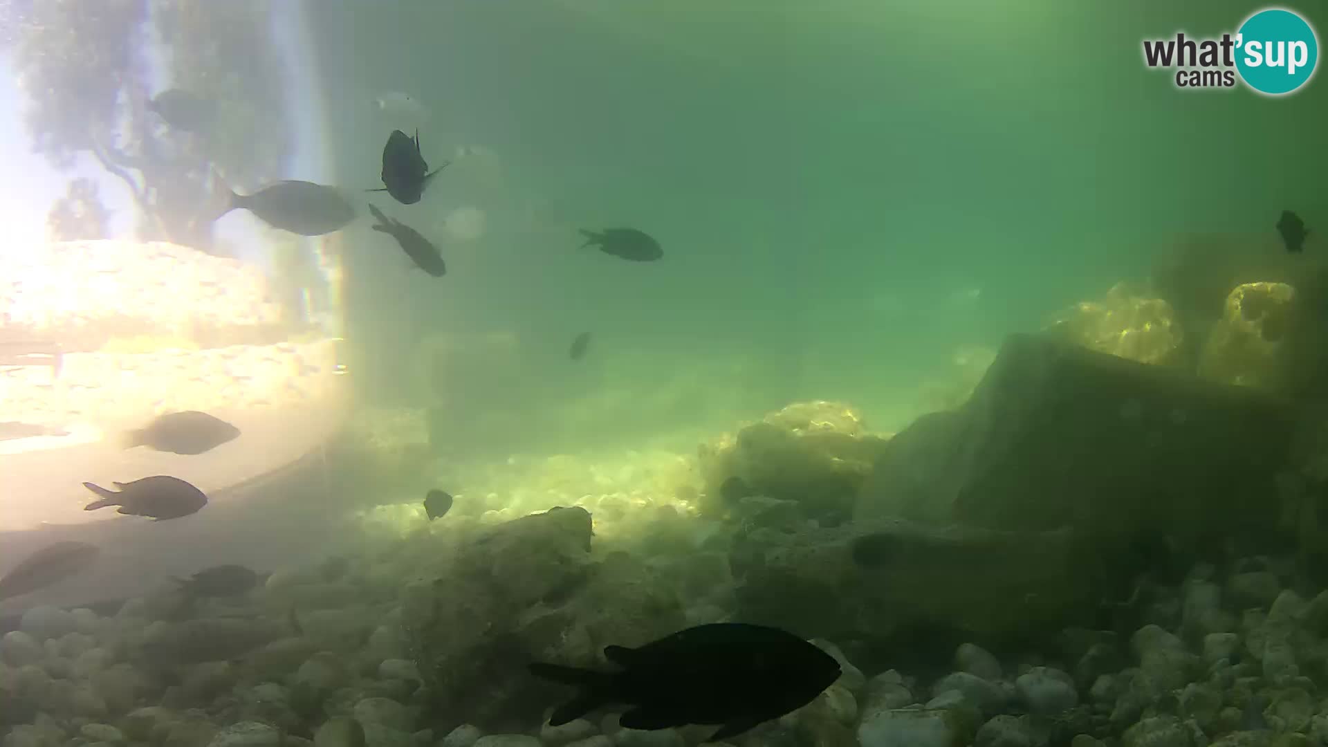 Outdoor Marine Aquarium Rogoznica webcam Croatia