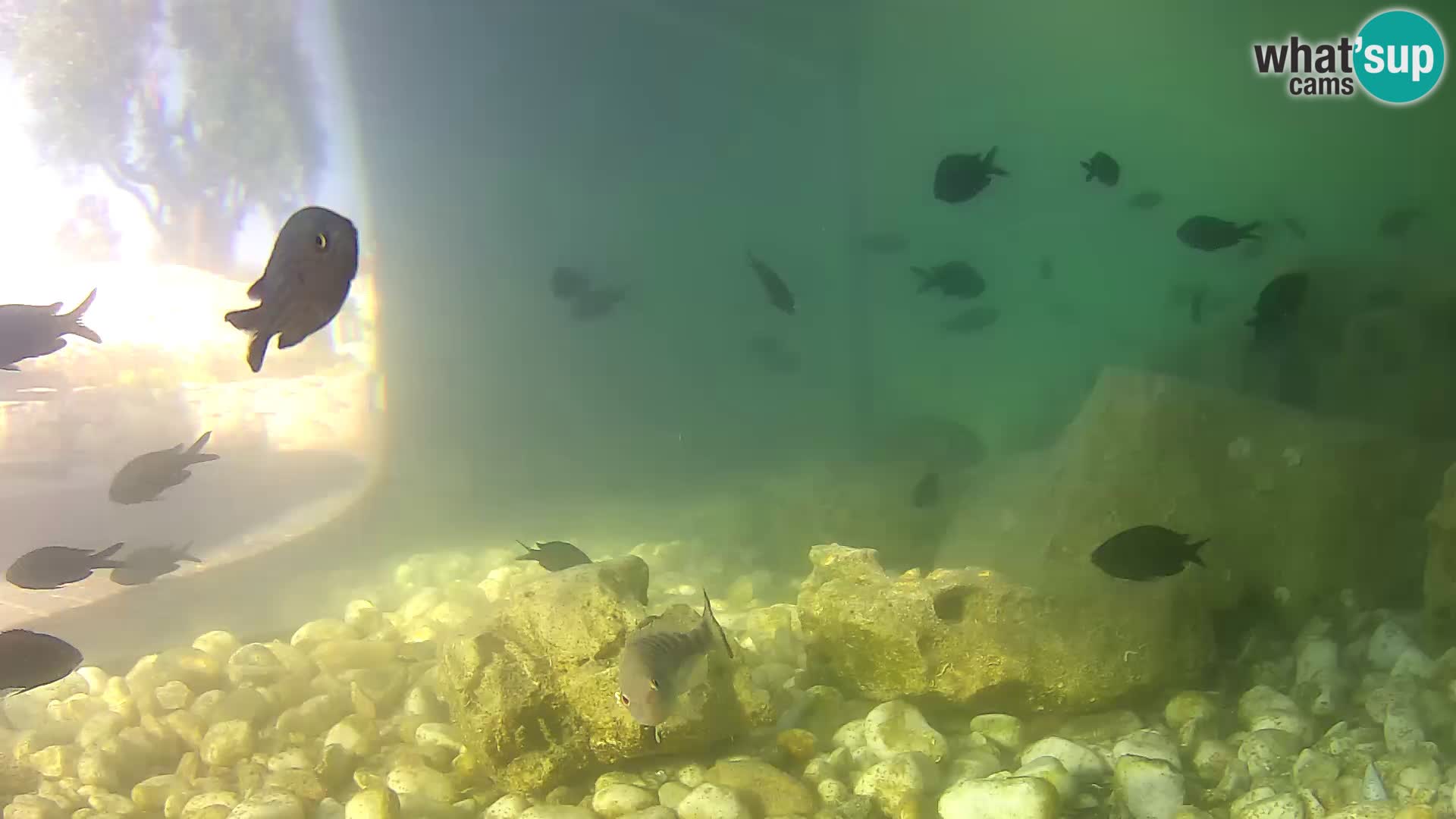 Webcam de l’aquarium marin extérieur de Rogoznica Croatie