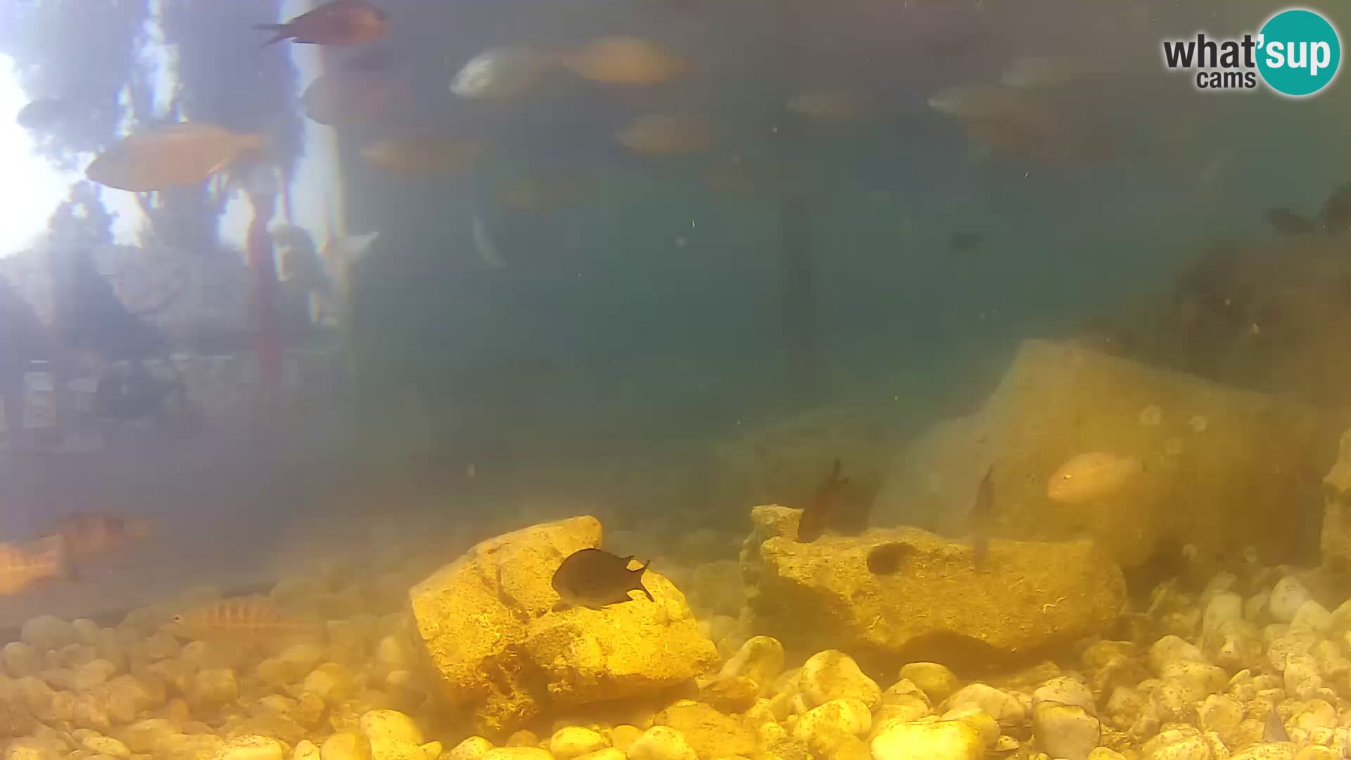 Outdoor Marine Aquarium Rogoznica webcam Croatia