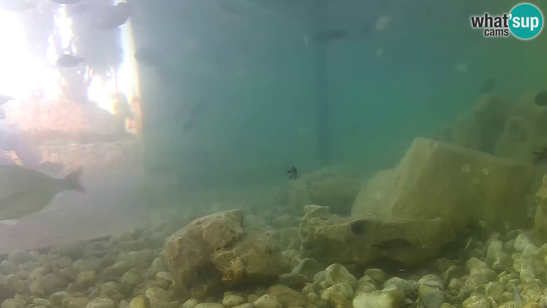 Outdoor Marine Aquarium Rogoznica webcam Croatia