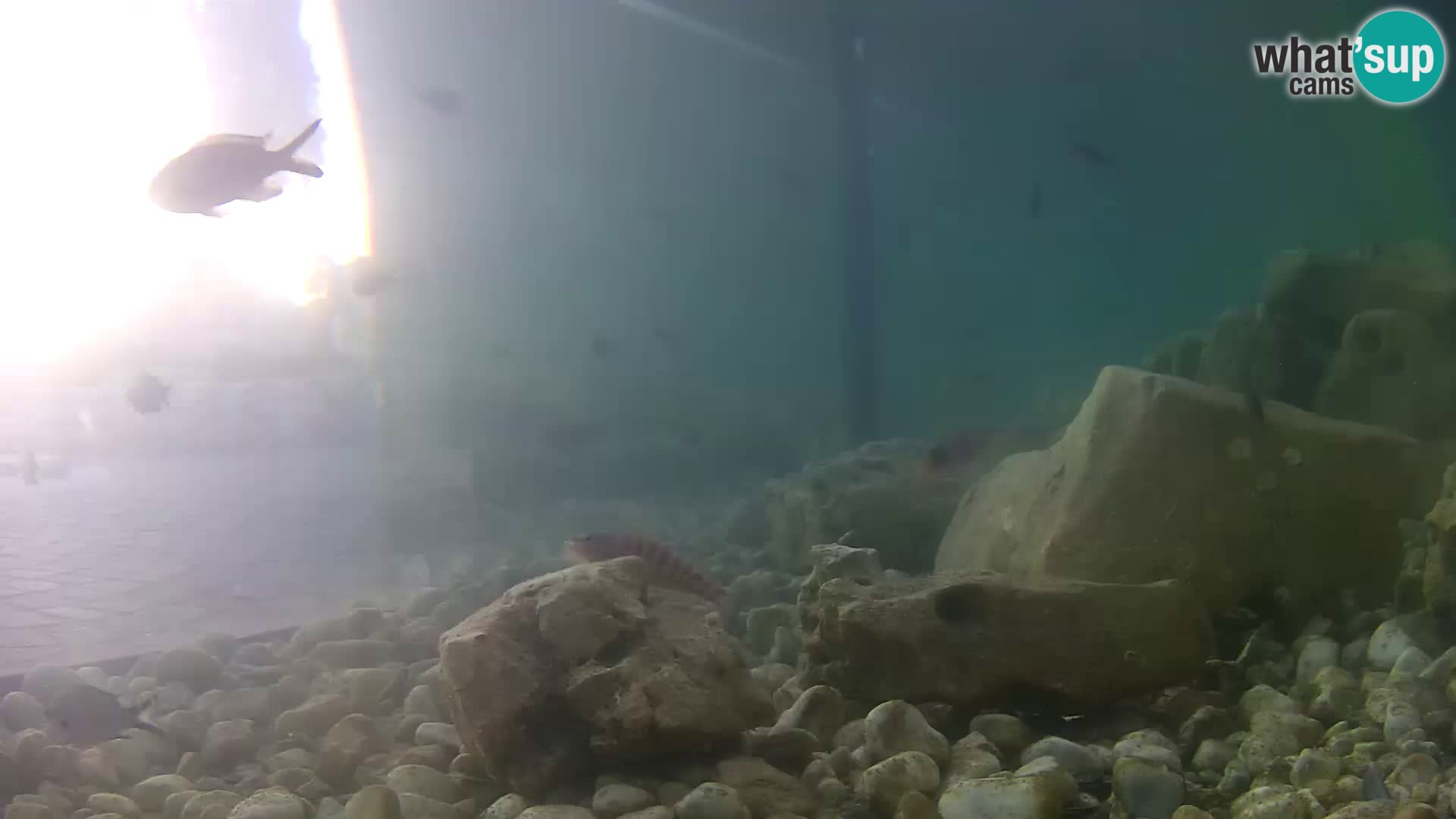 Marine Aquarium im Freien Rogoznica webcam Kroatien