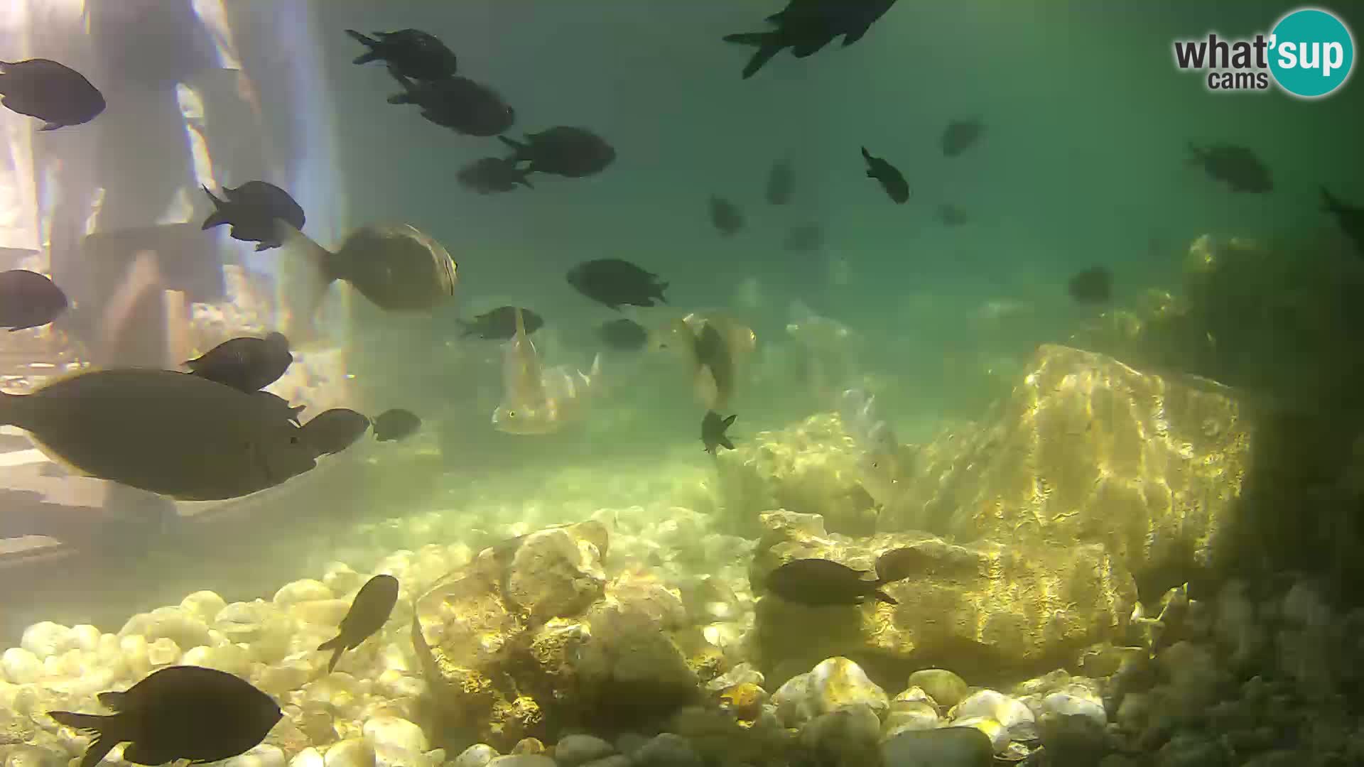 Marine Aquarium im Freien Rogoznica webcam Kroatien