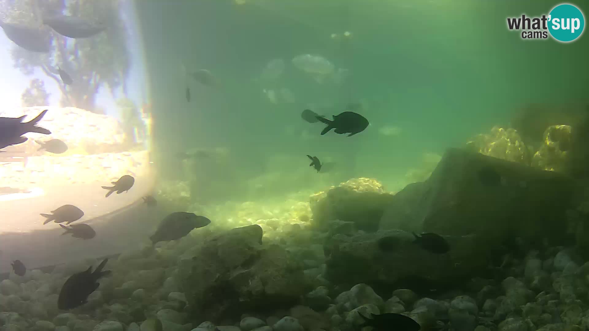 Outdoor Marine Aquarium Rogoznica webcam Croatia