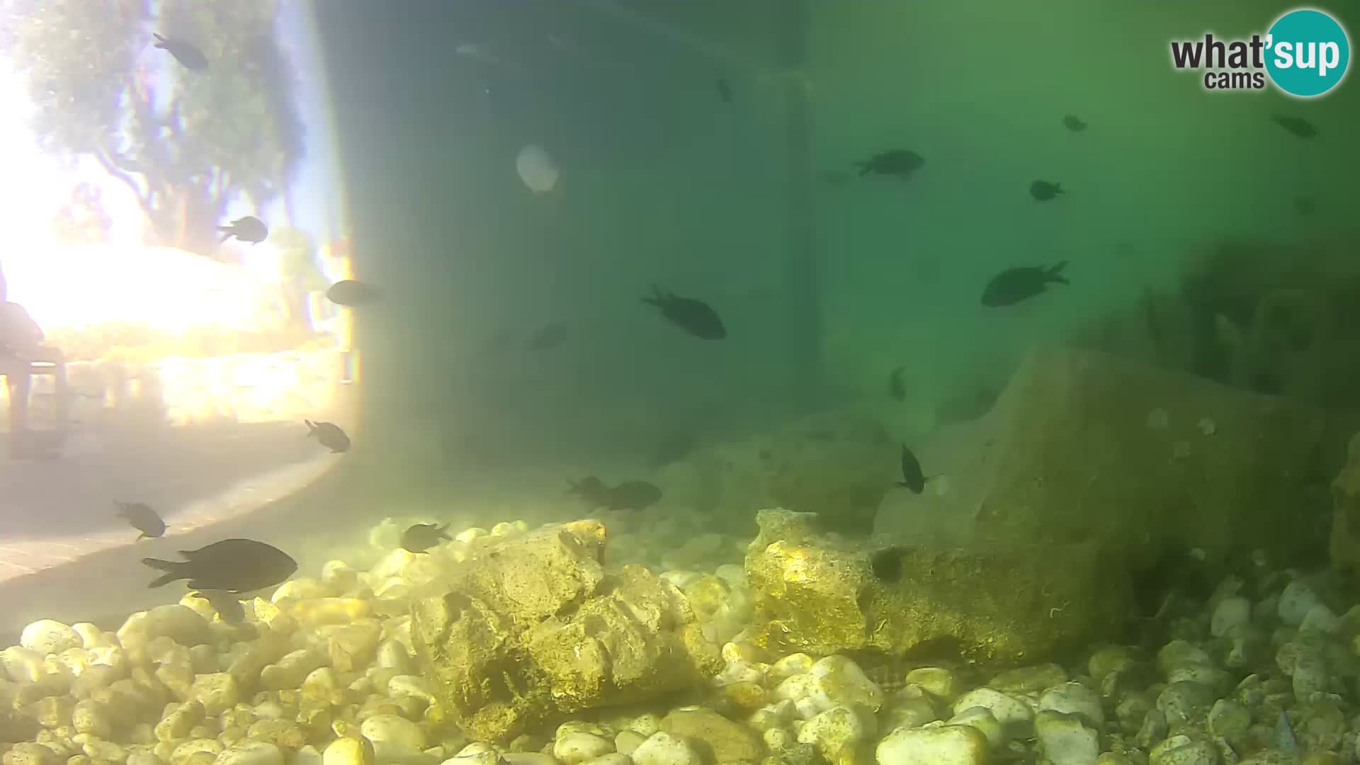 Outdoor Marine Aquarium Rogoznica webcam Croatia