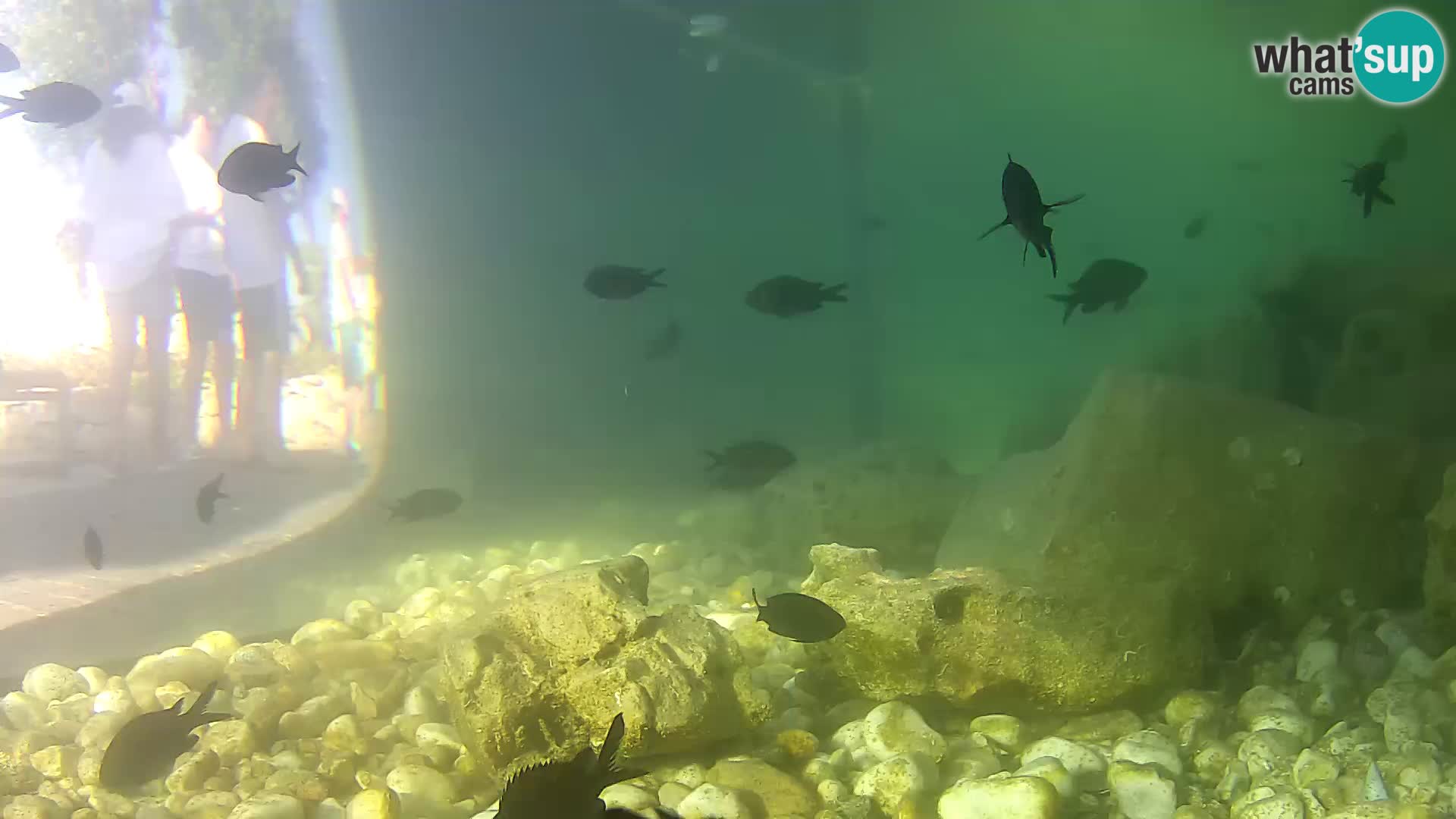 Aquario marino esterno –  Rogoznica livecam Croazia
