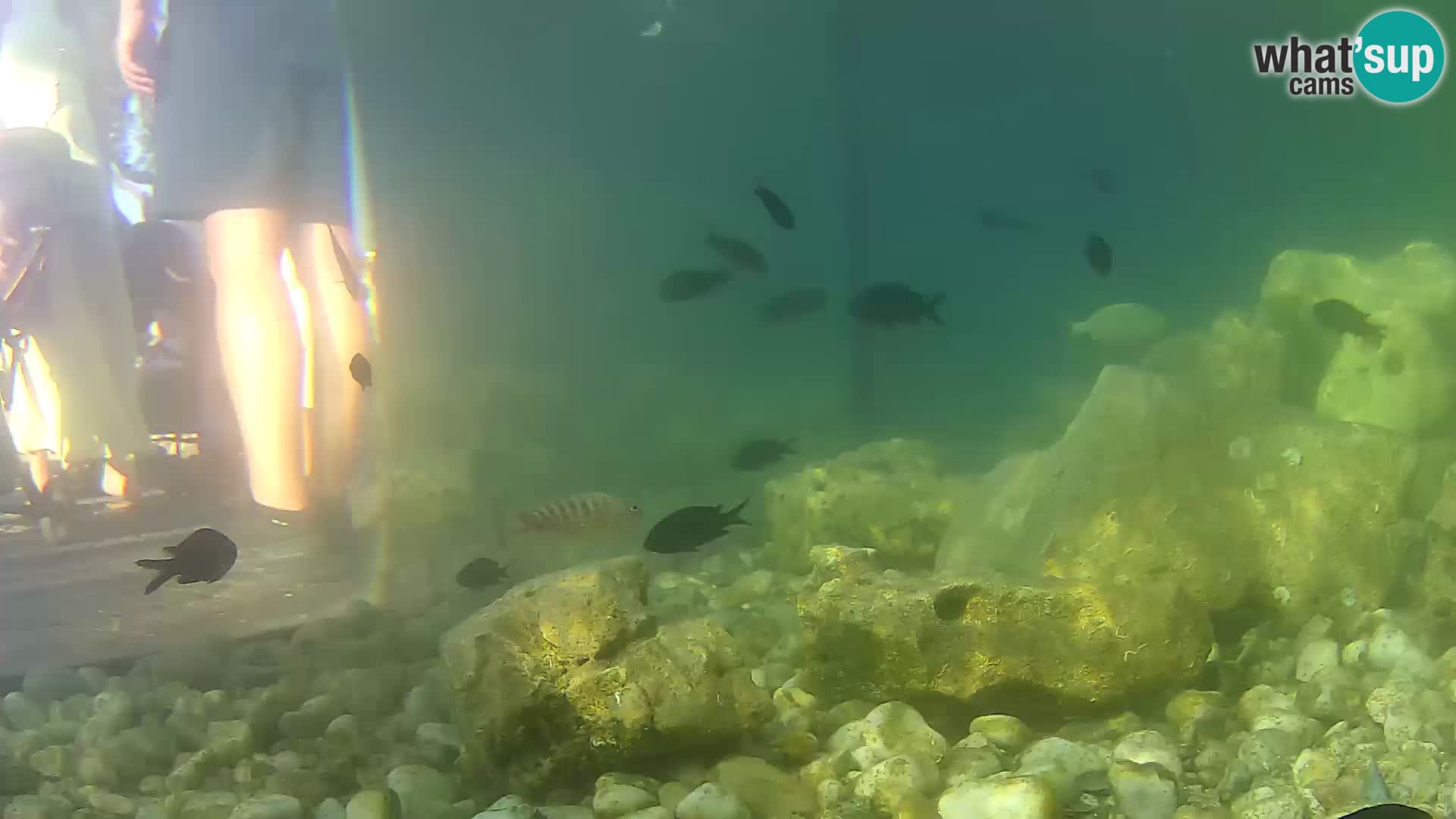 Outdoor Marine Aquarium Rogoznica webcam Croatia