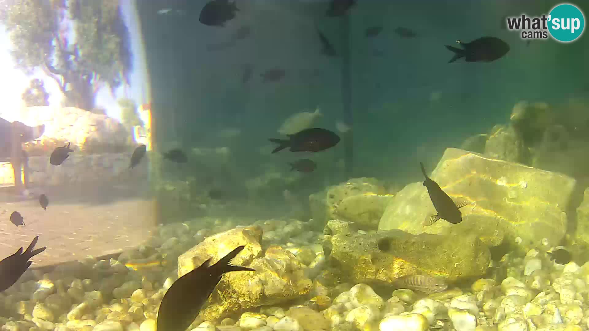 Acuario marino al aire libre Rogoznica webcam Croacia