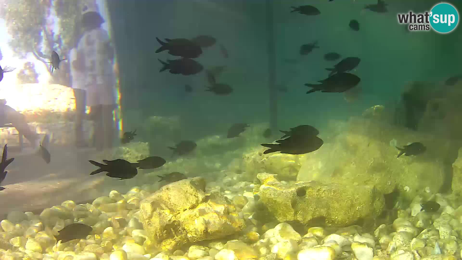 Aquario marino esterno –  Rogoznica livecam Croazia