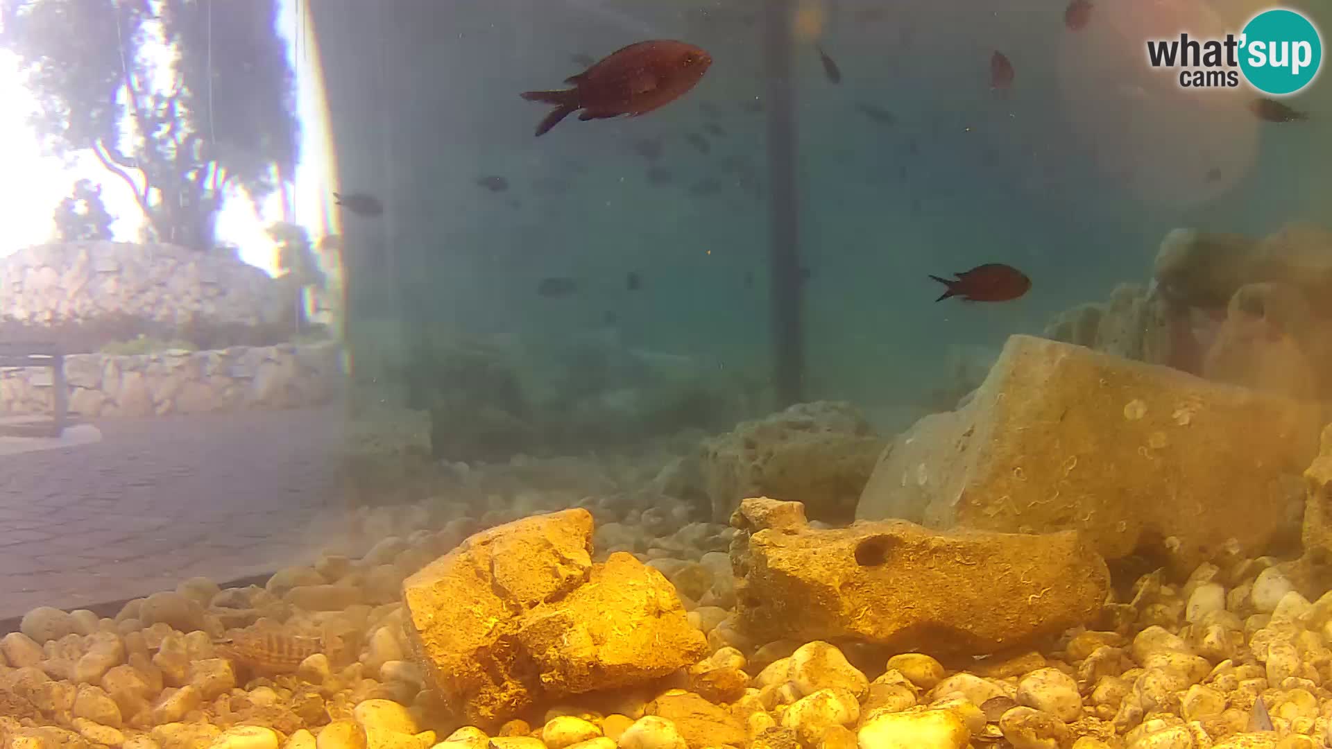 Marine Aquarium im Freien Rogoznica webcam Kroatien