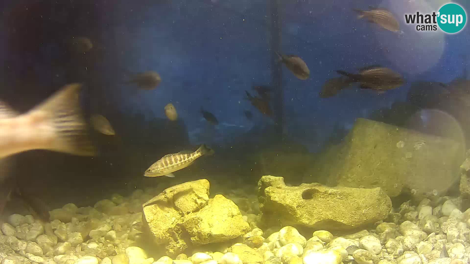 Outdoor Marine Aquarium Rogoznica webcam Croatia
