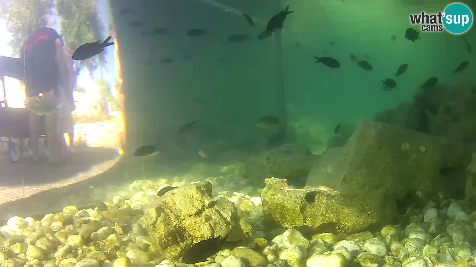 Outdoor Marine Aquarium Rogoznica webcam Croatia