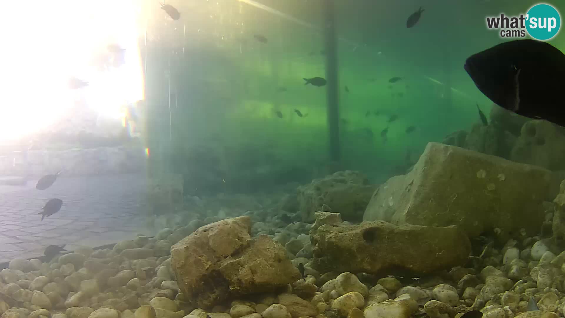 Outdoor Marine Aquarium Rogoznica webcam Croatia