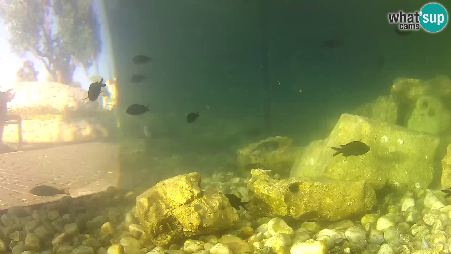 Outdoor Marine Aquarium Rogoznica webcam Croatia