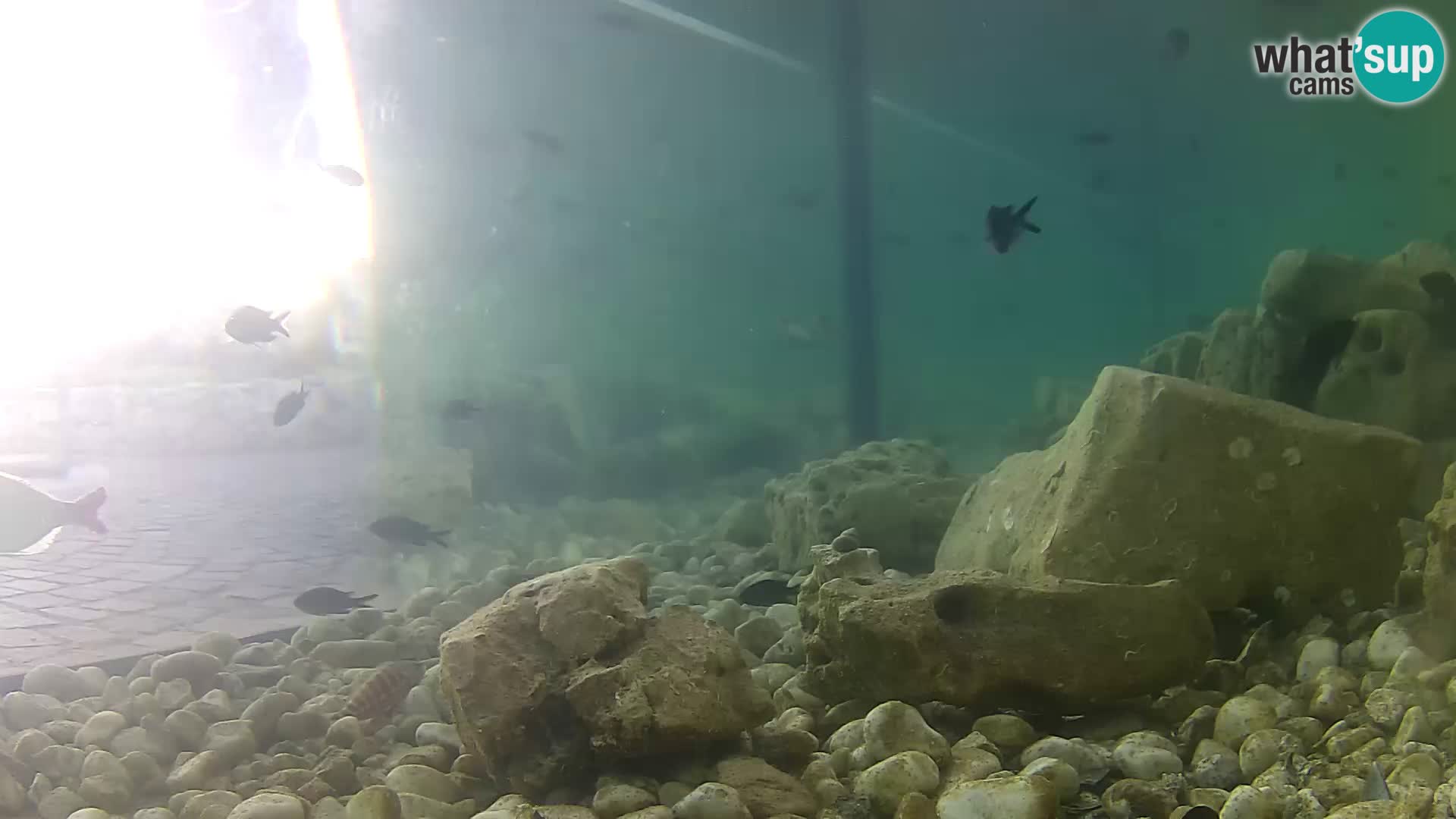 Outdoor Marine Aquarium Rogoznica webcam Croatia