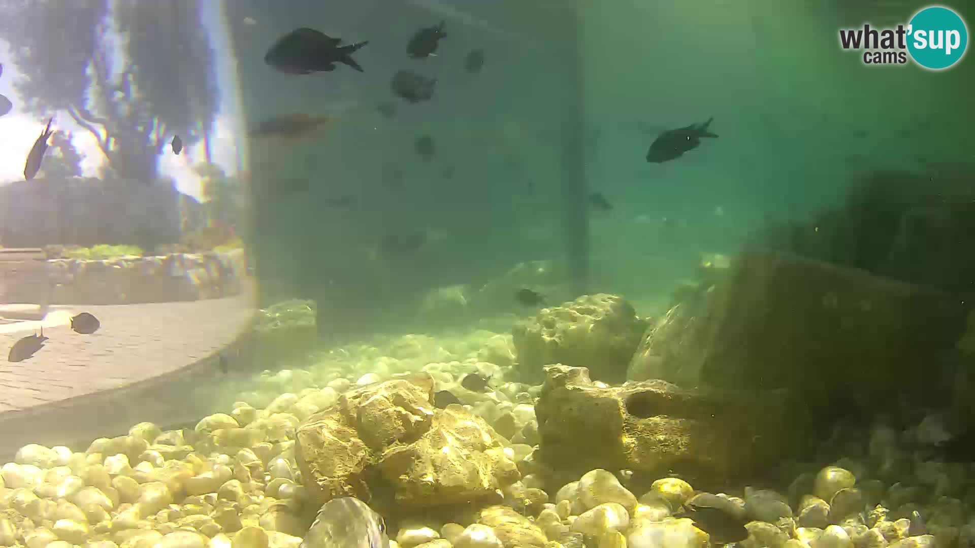 Acuario marino al aire libre Rogoznica webcam Croacia