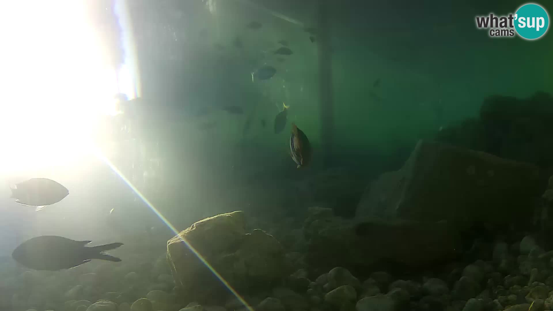 Outdoor Marine Aquarium Rogoznica webcam Croatia