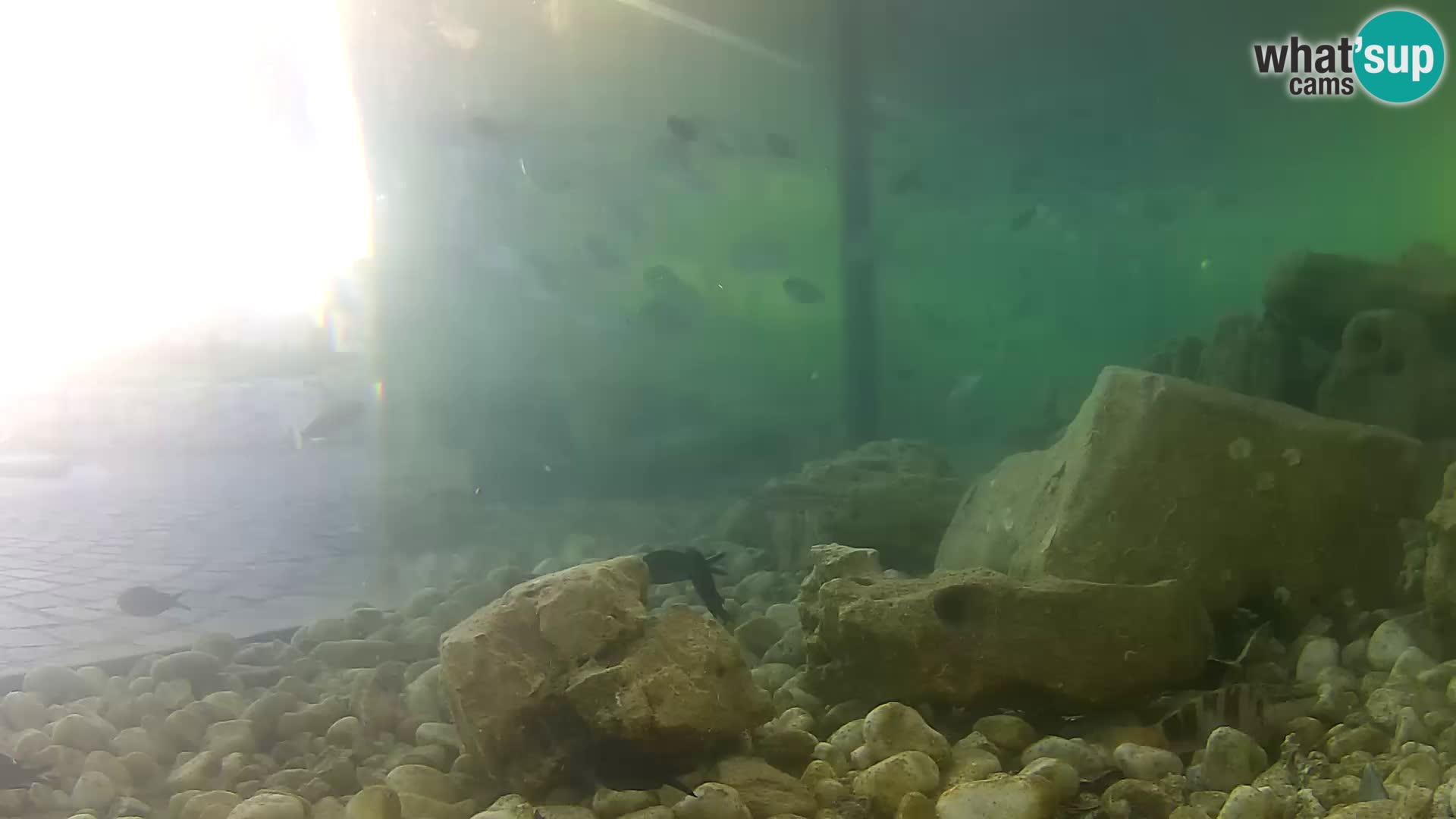 Marine Aquarium im Freien Rogoznica webcam Kroatien