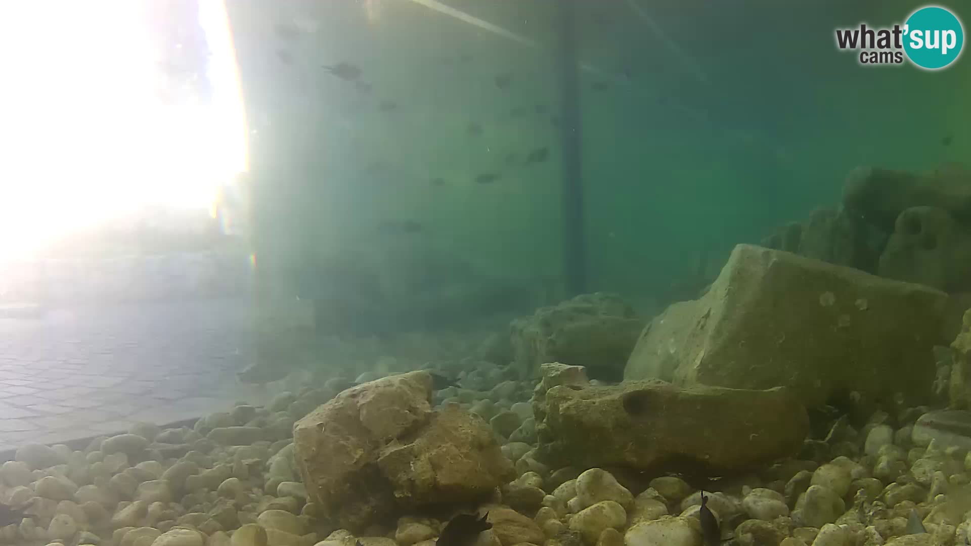Acuario marino al aire libre Rogoznica webcam Croacia