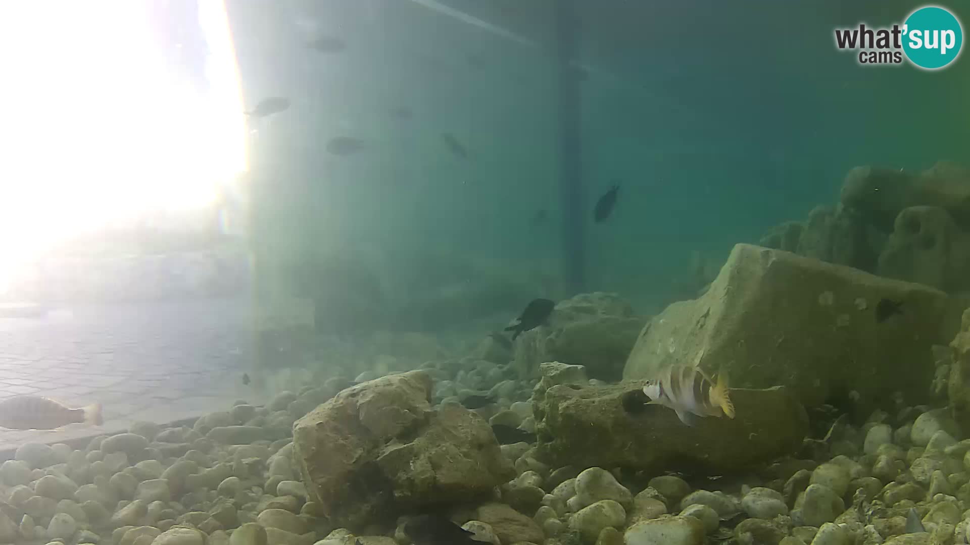 Aquario marino esterno –  Rogoznica livecam Croazia