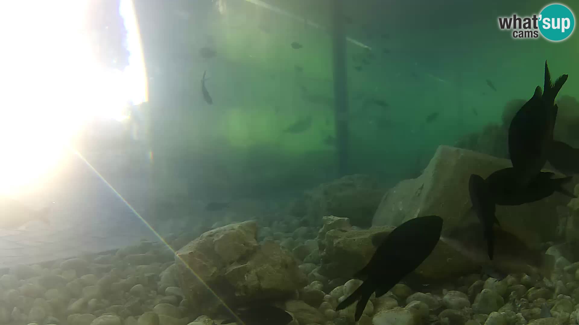 Webcam de l’aquarium marin extérieur de Rogoznica Croatie
