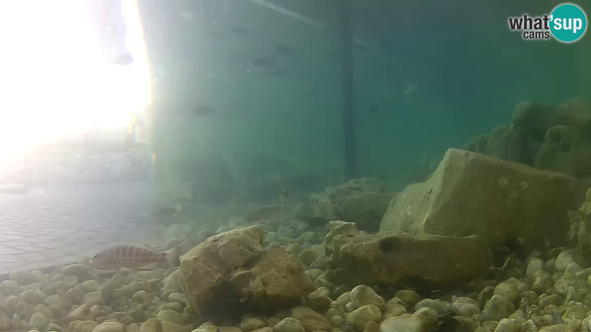 Marine Aquarium im Freien Rogoznica webcam Kroatien