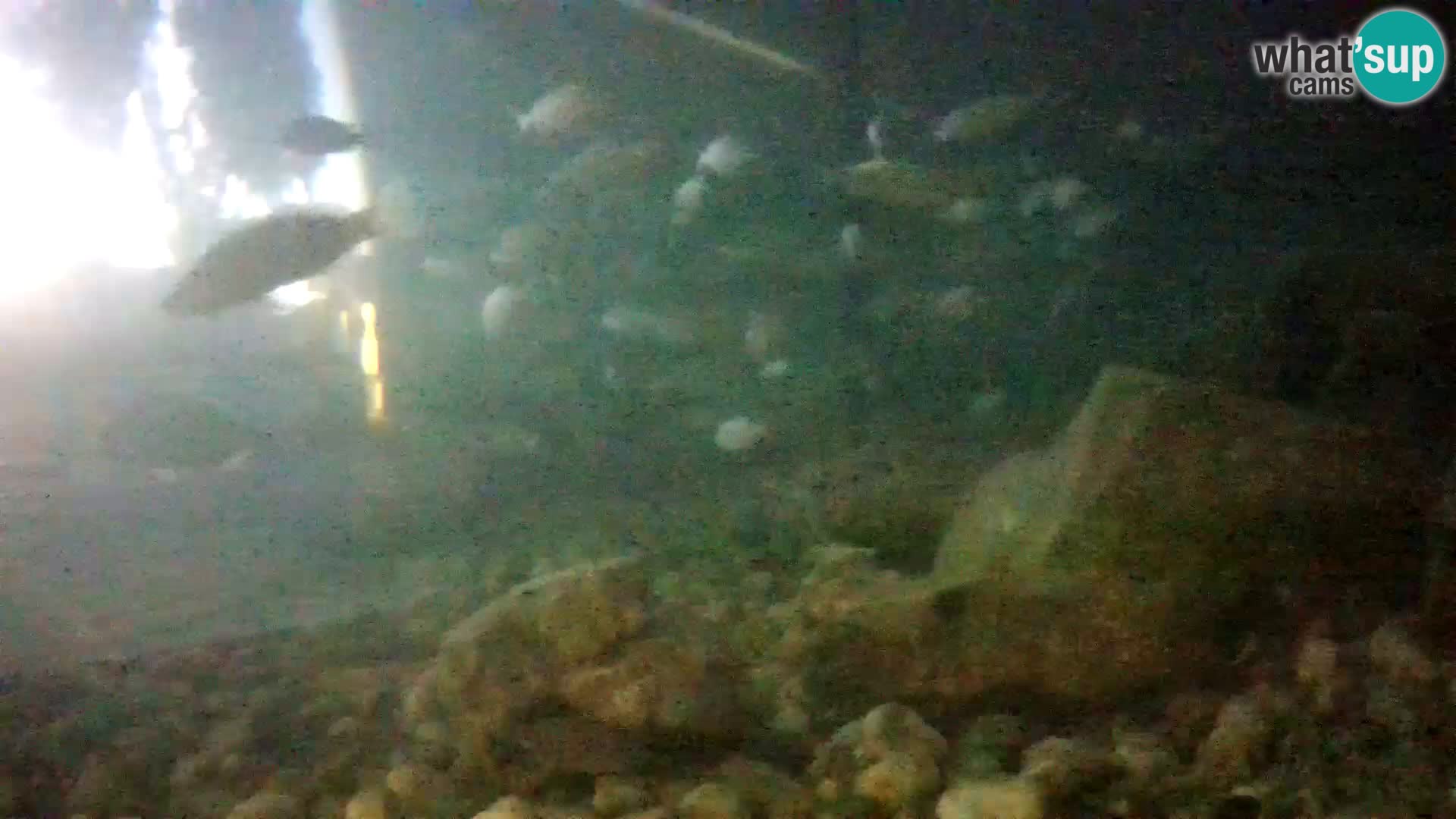 Zunanji morski akvarij Rogoznica spletna kamera Hrvaška